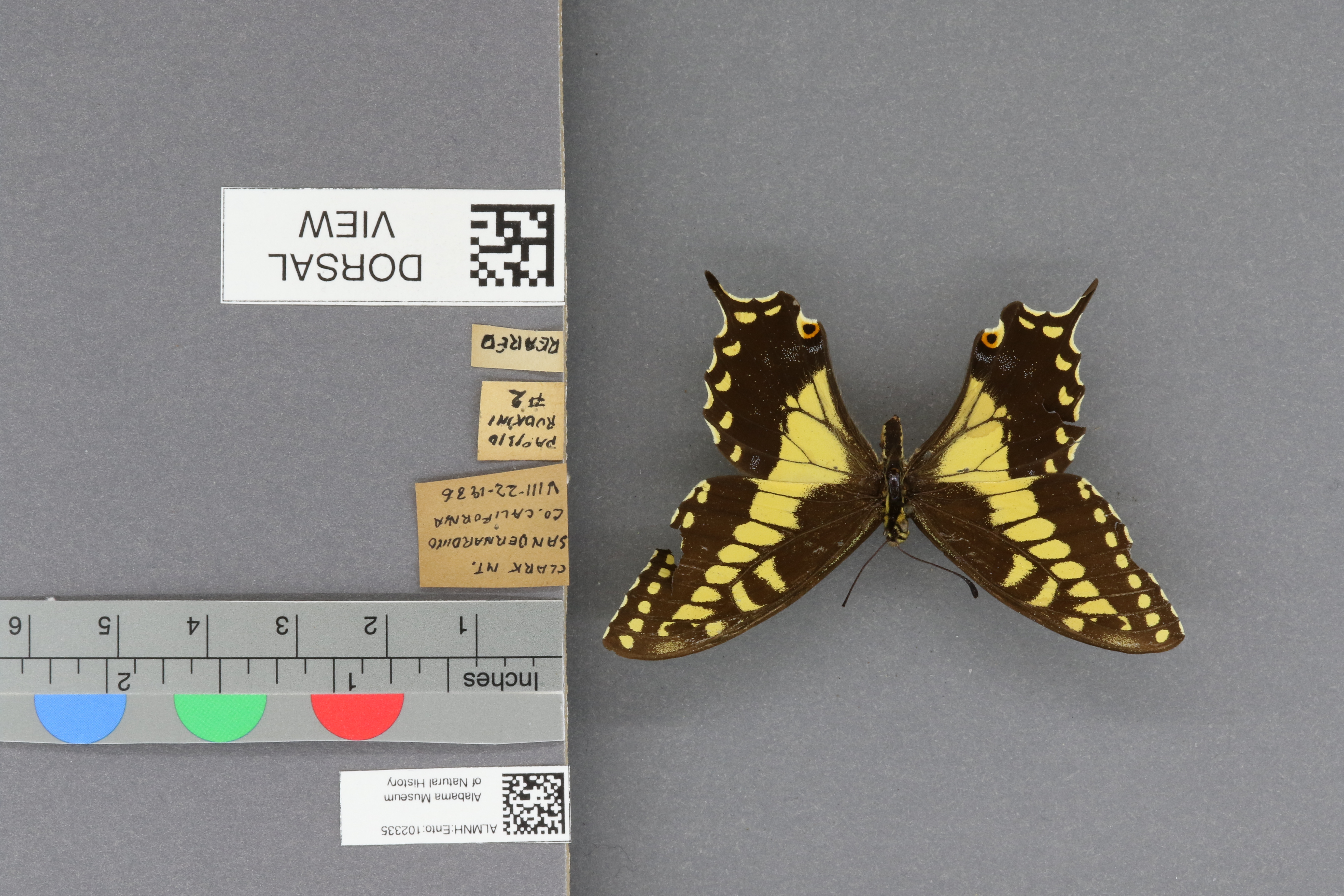 Specimen media