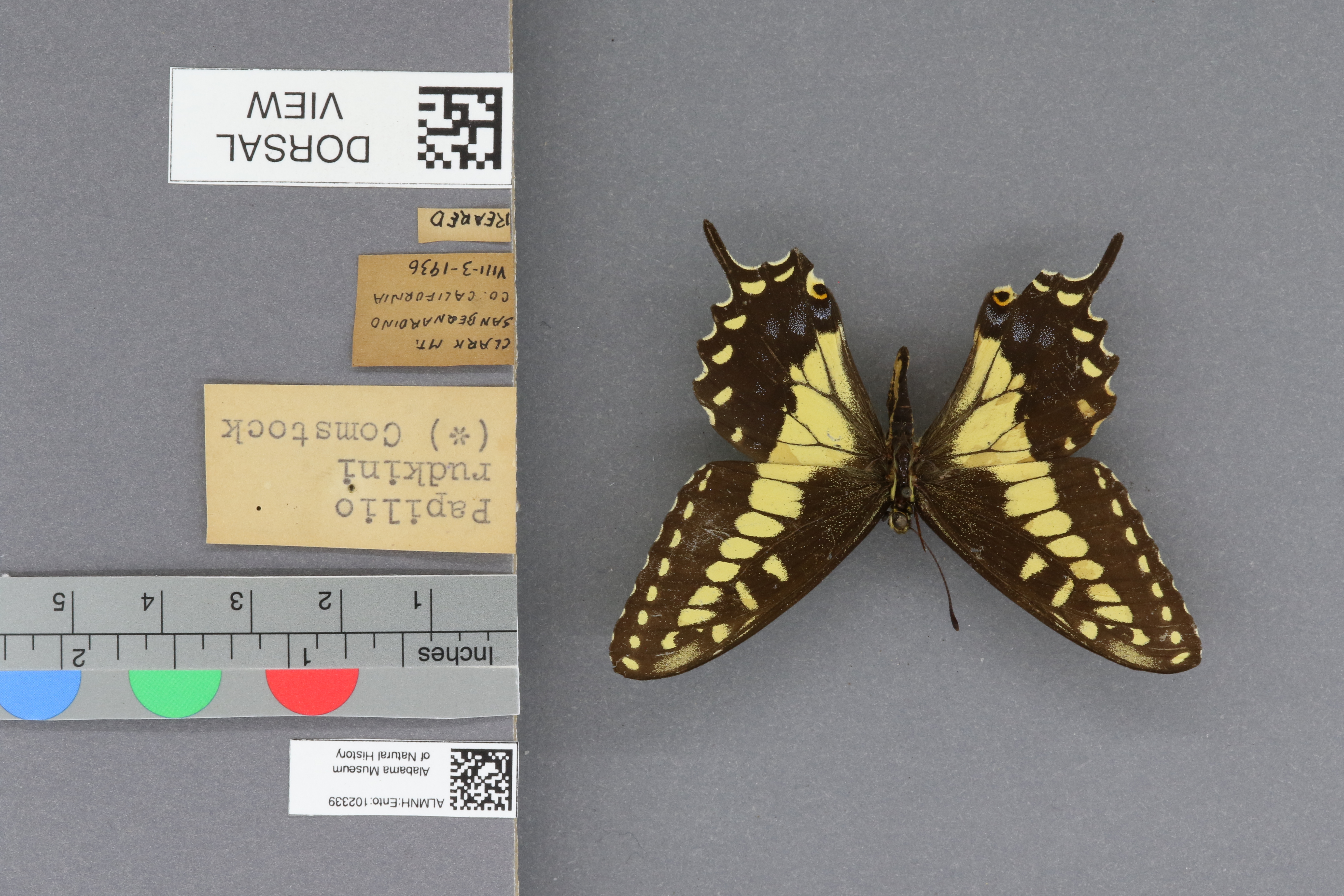 Specimen media