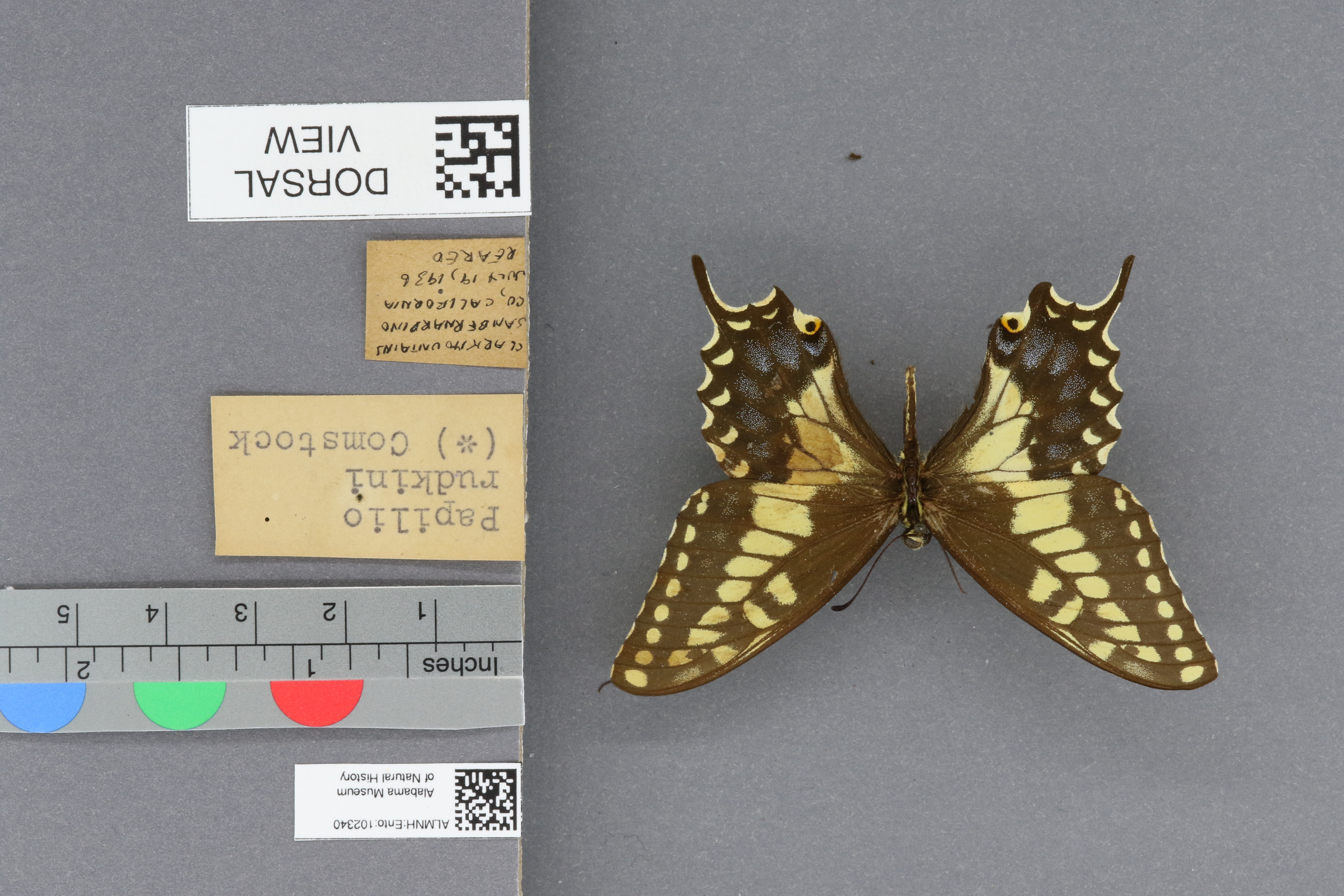Specimen media
