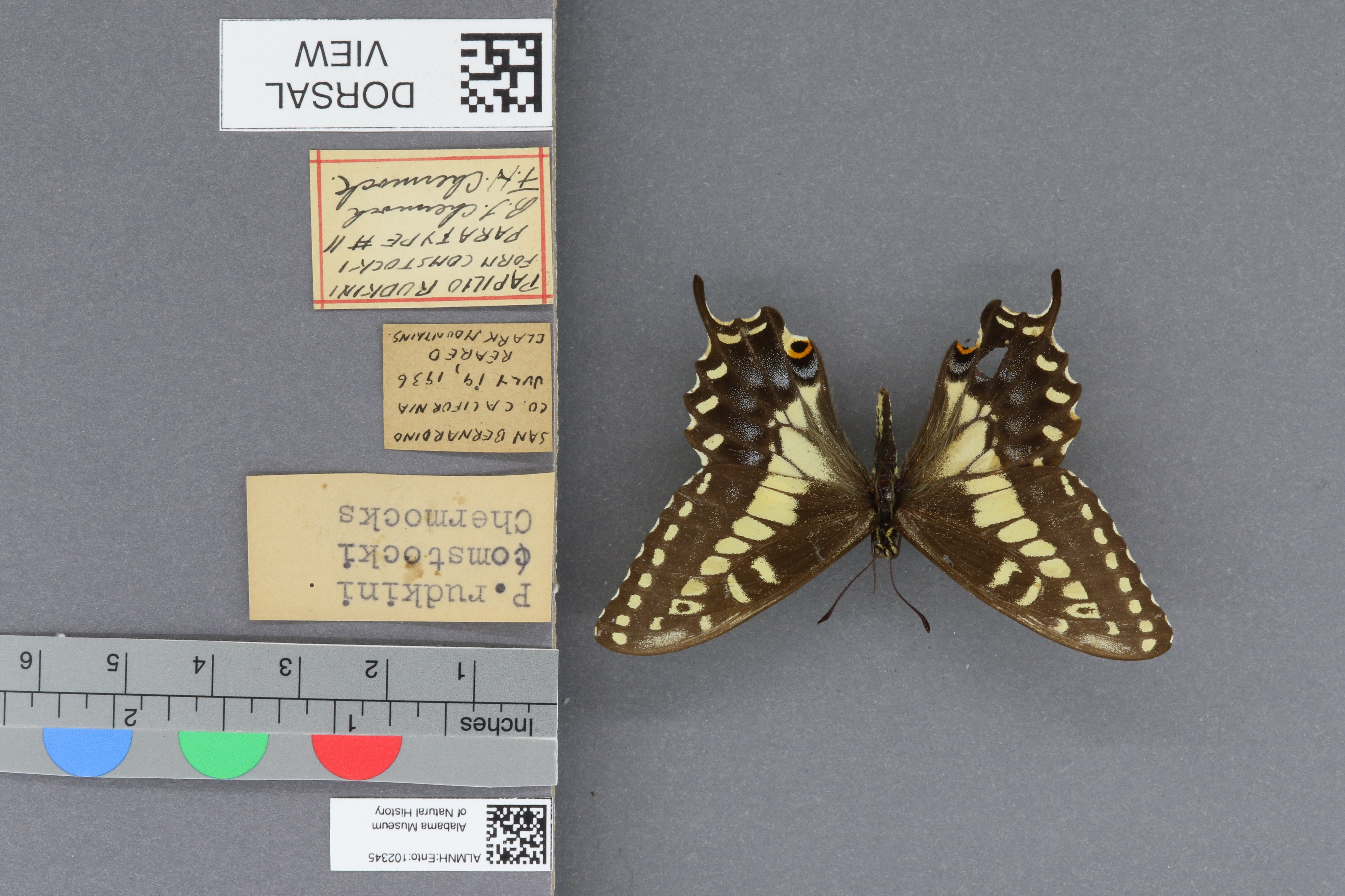 Specimen media