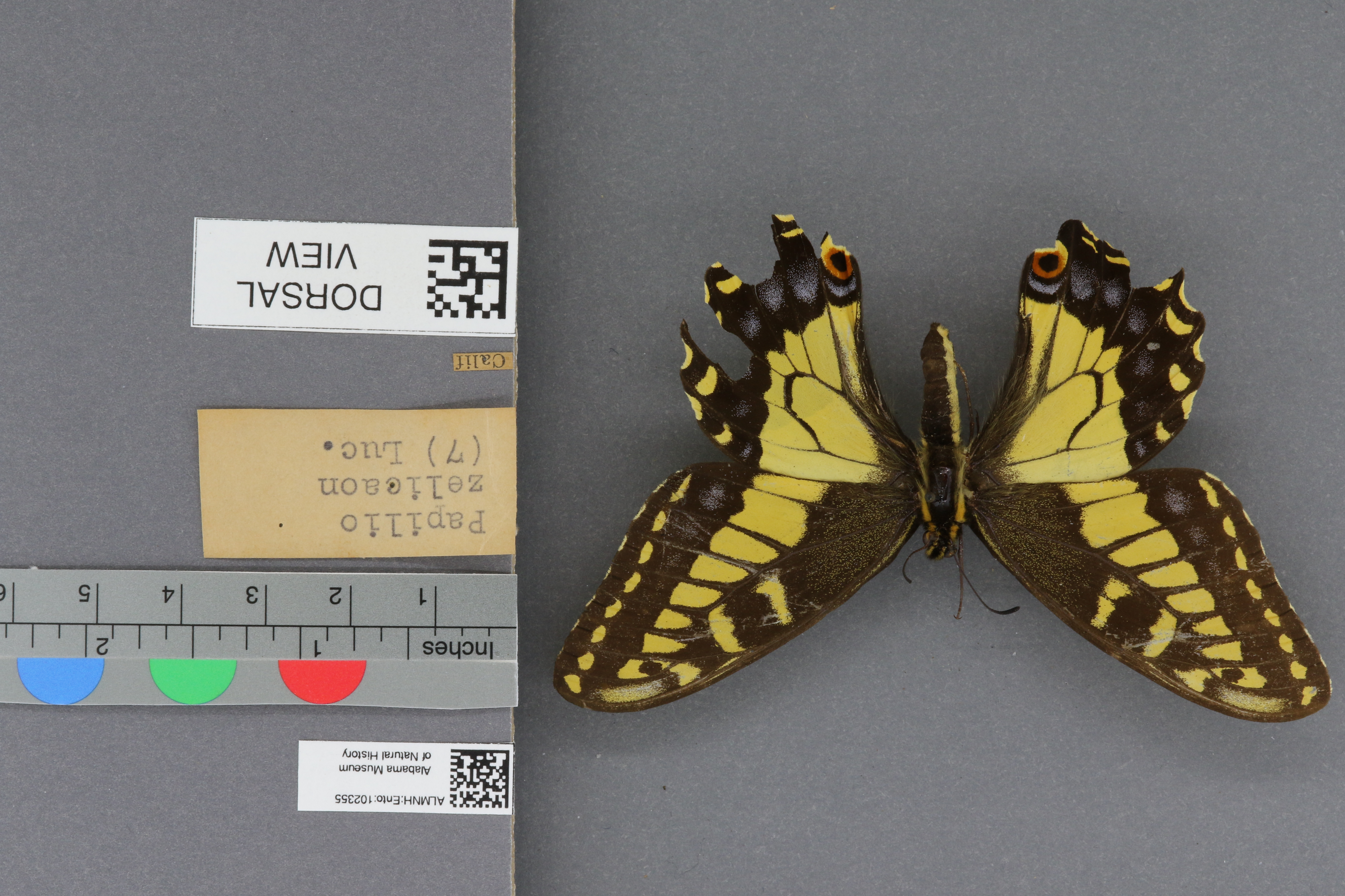Papilio zelicaon