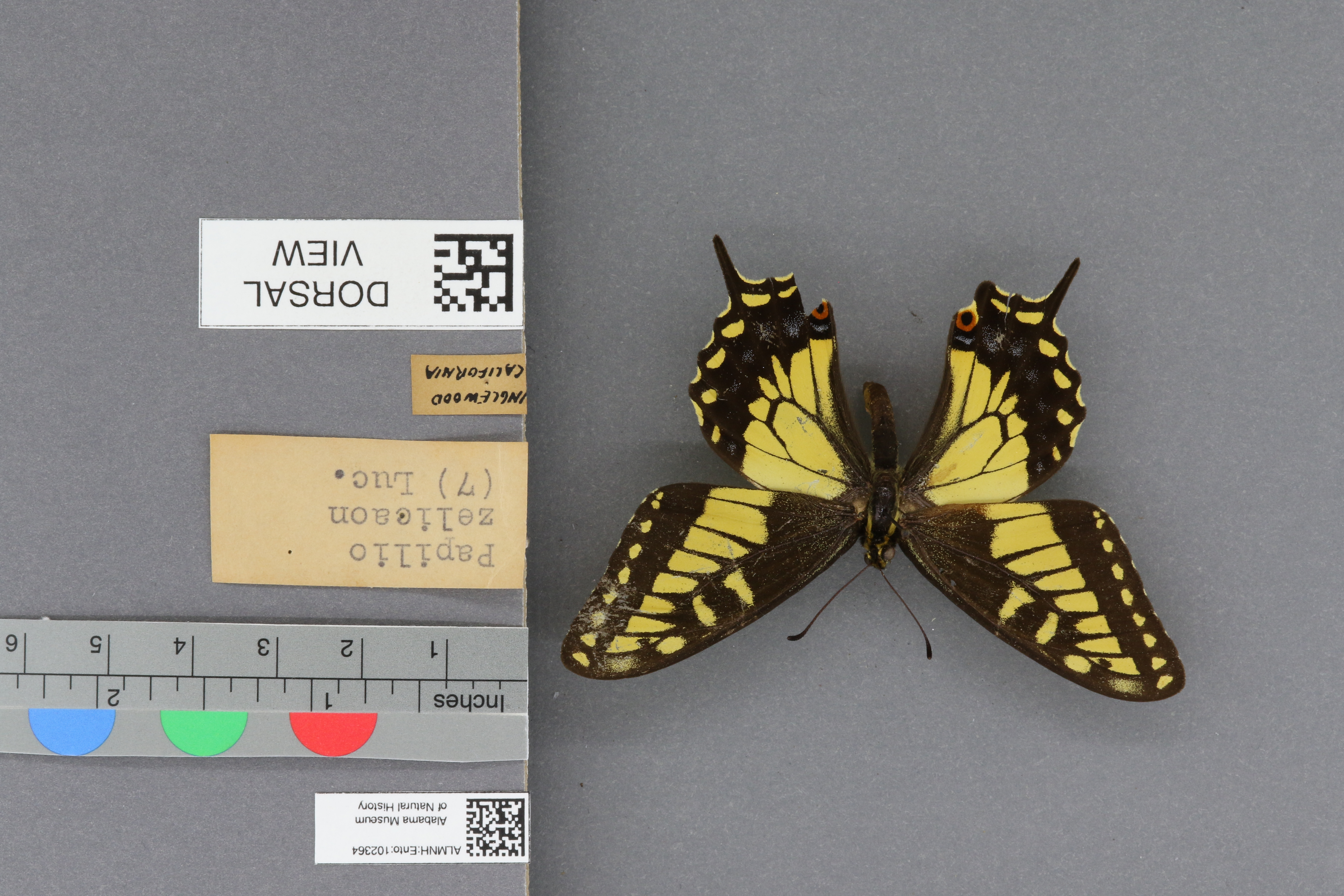 Specimen media