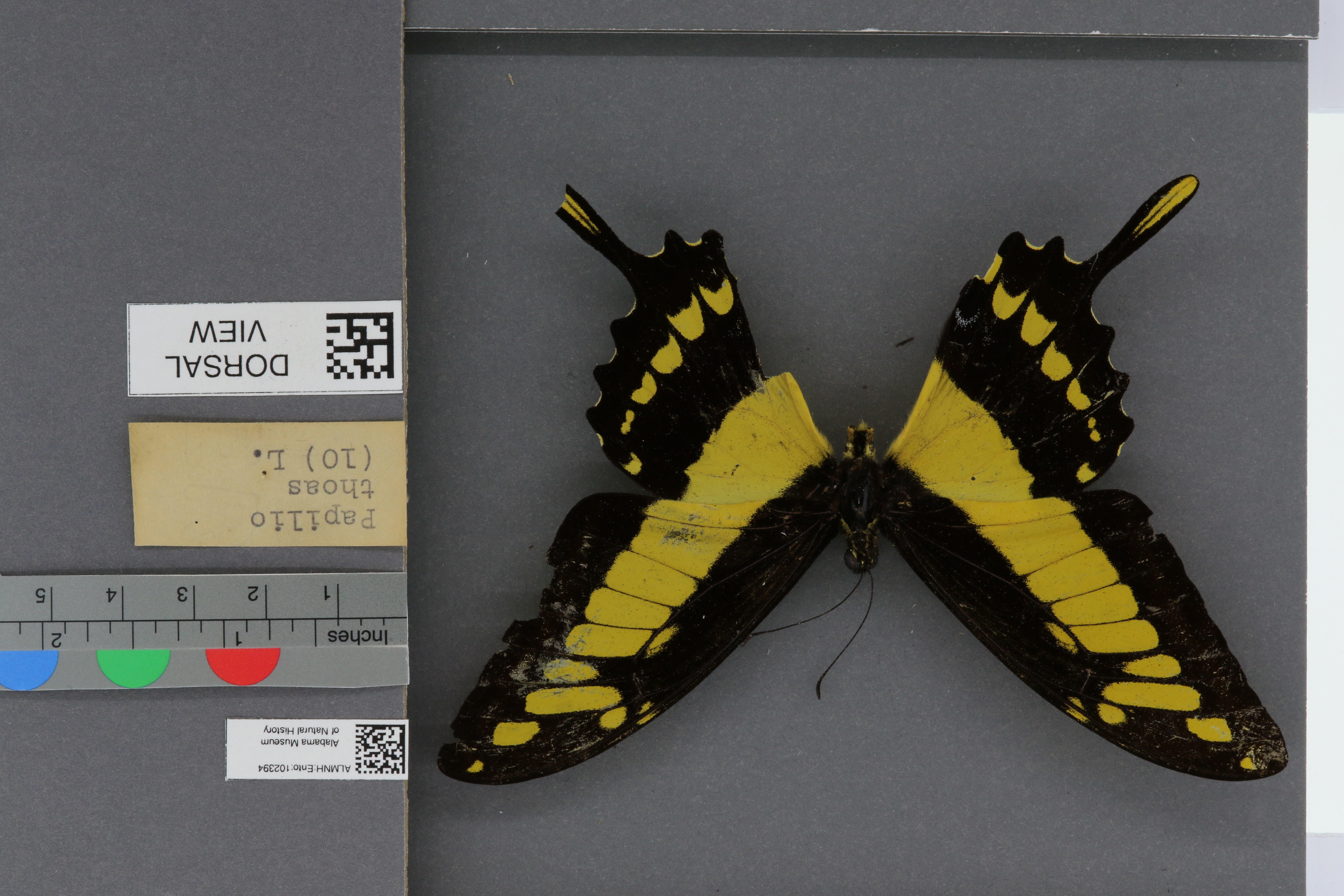 Papilio thoas