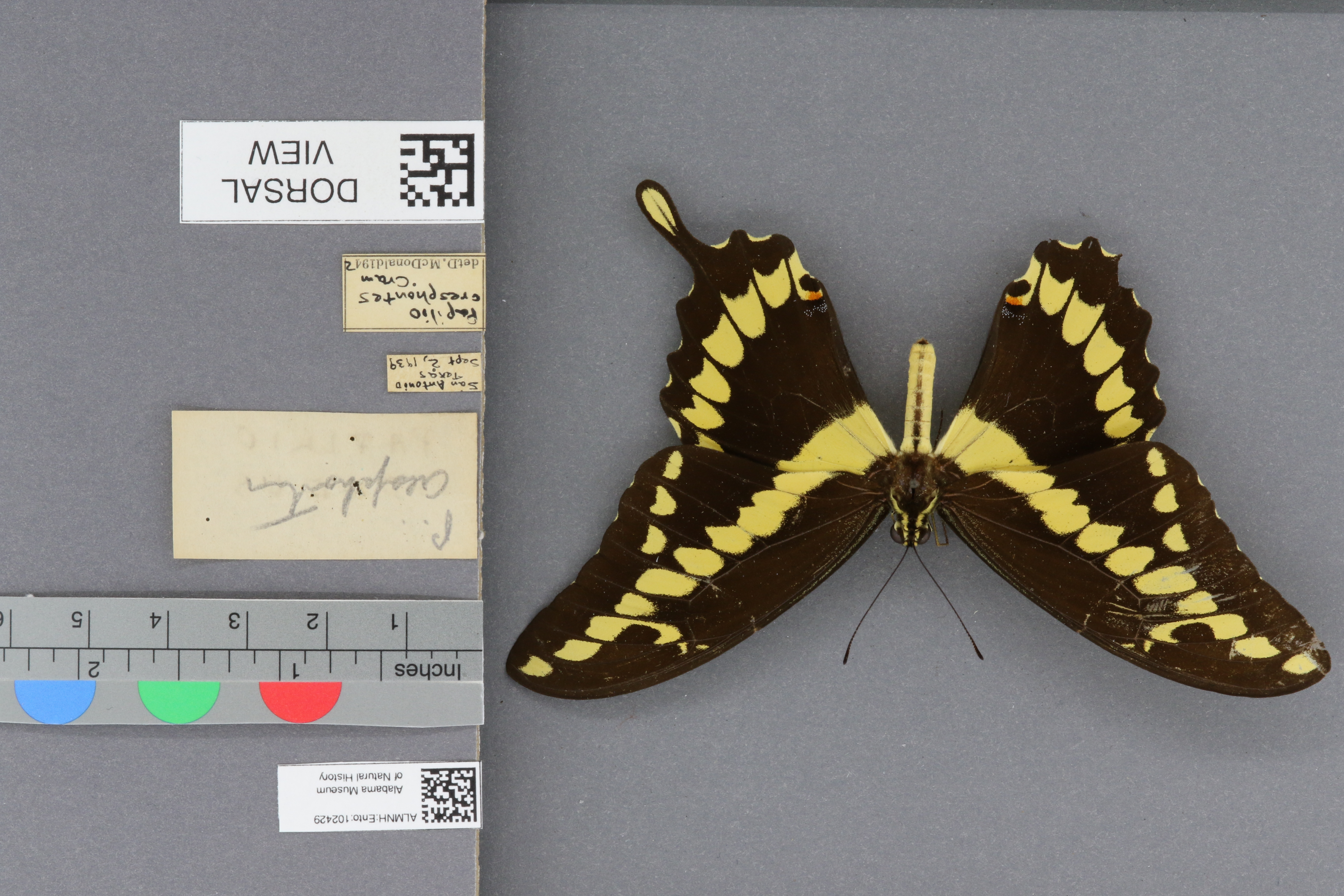 Specimen media