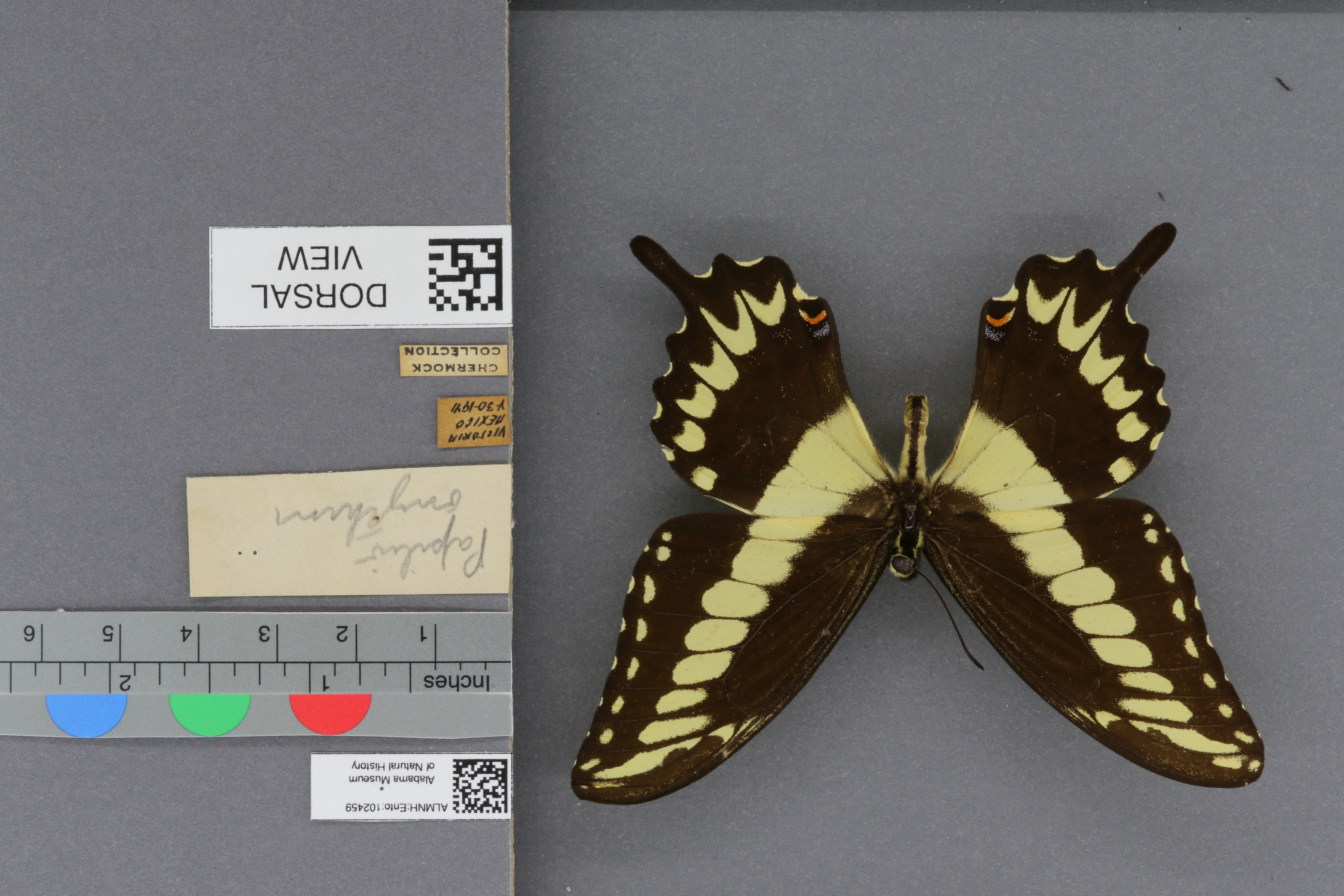 Papilio ornythion