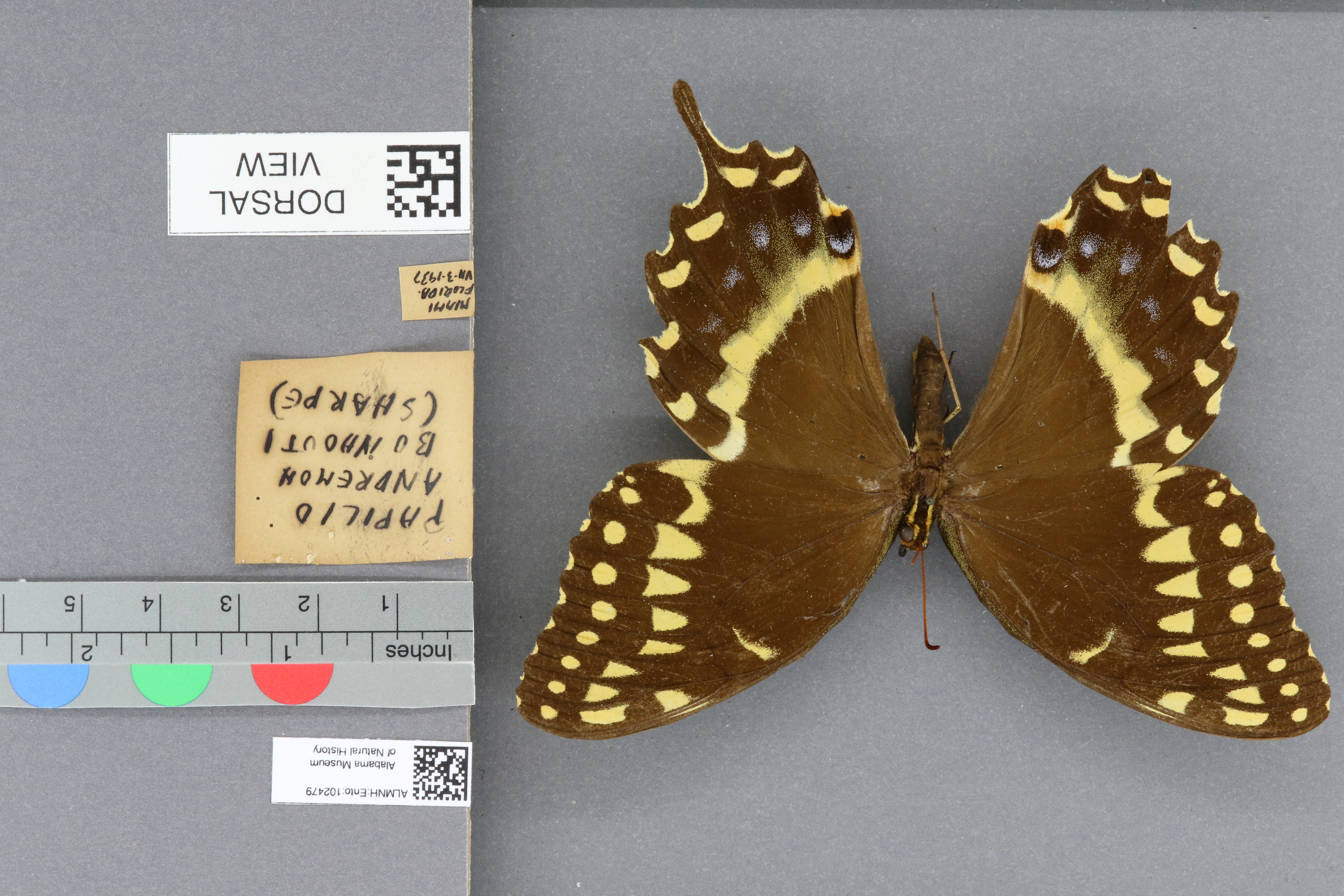 Papilio andraemon bonhotei
