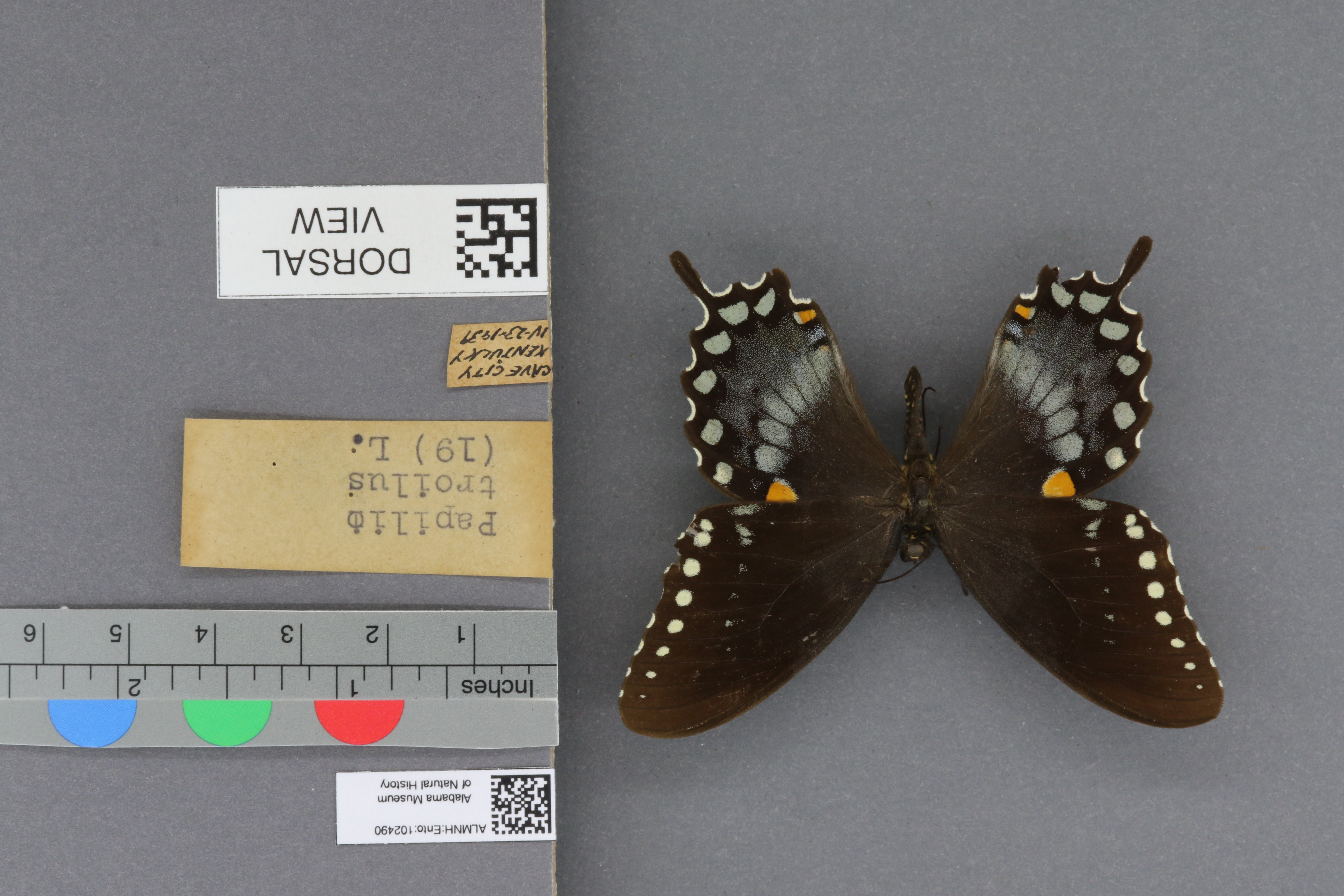 Papilio troilus