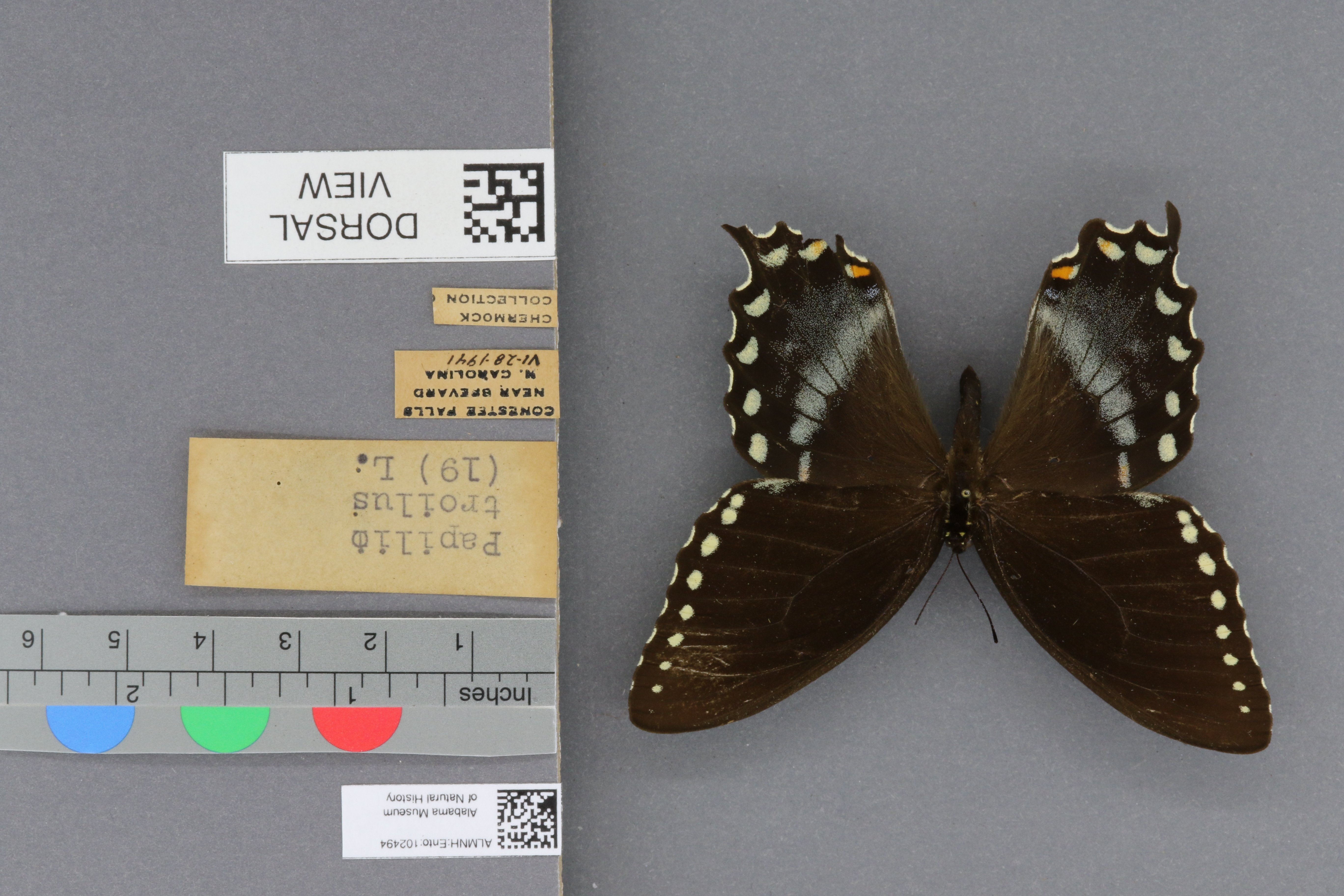 Specimen media