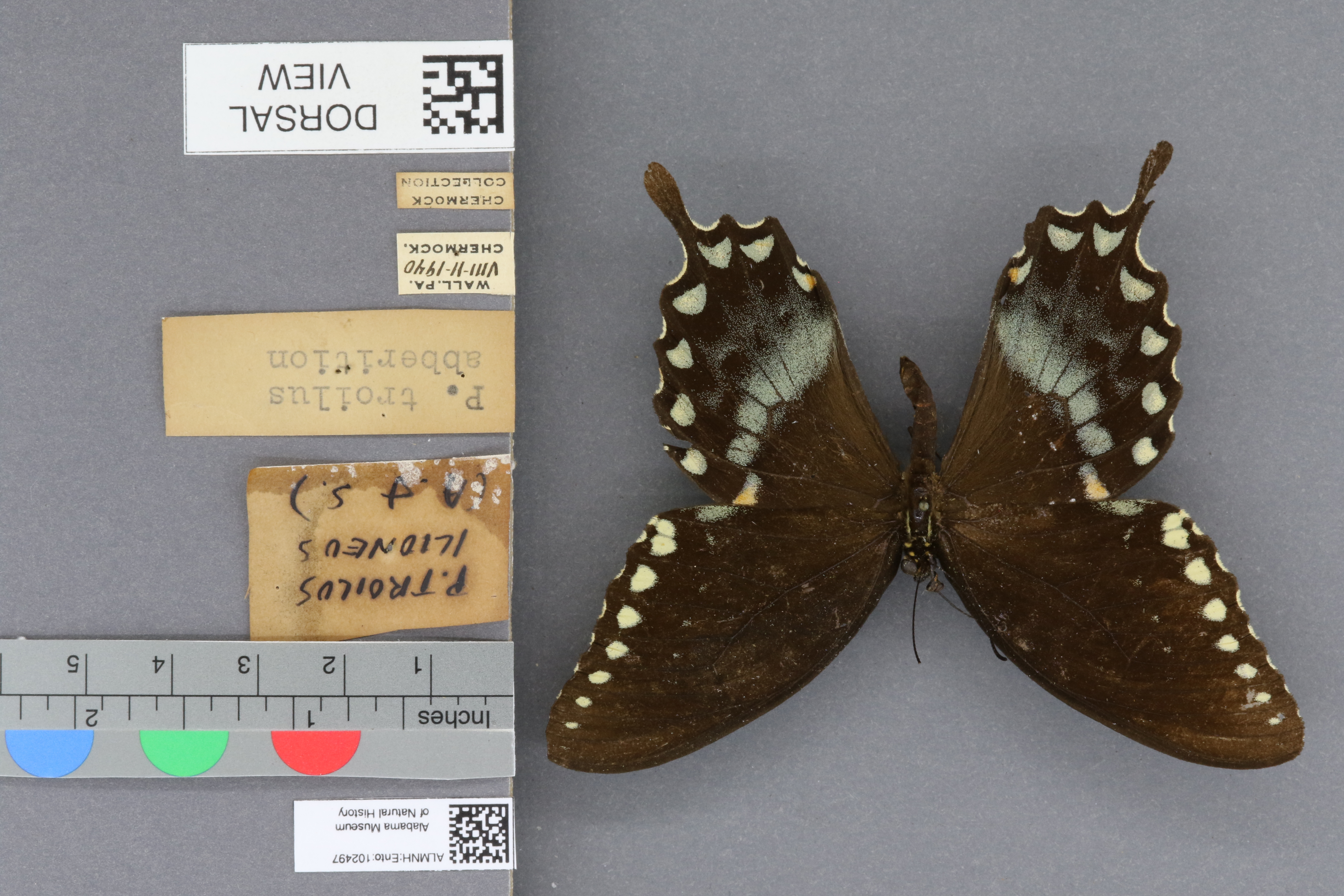 Papilio troilus ilioneus