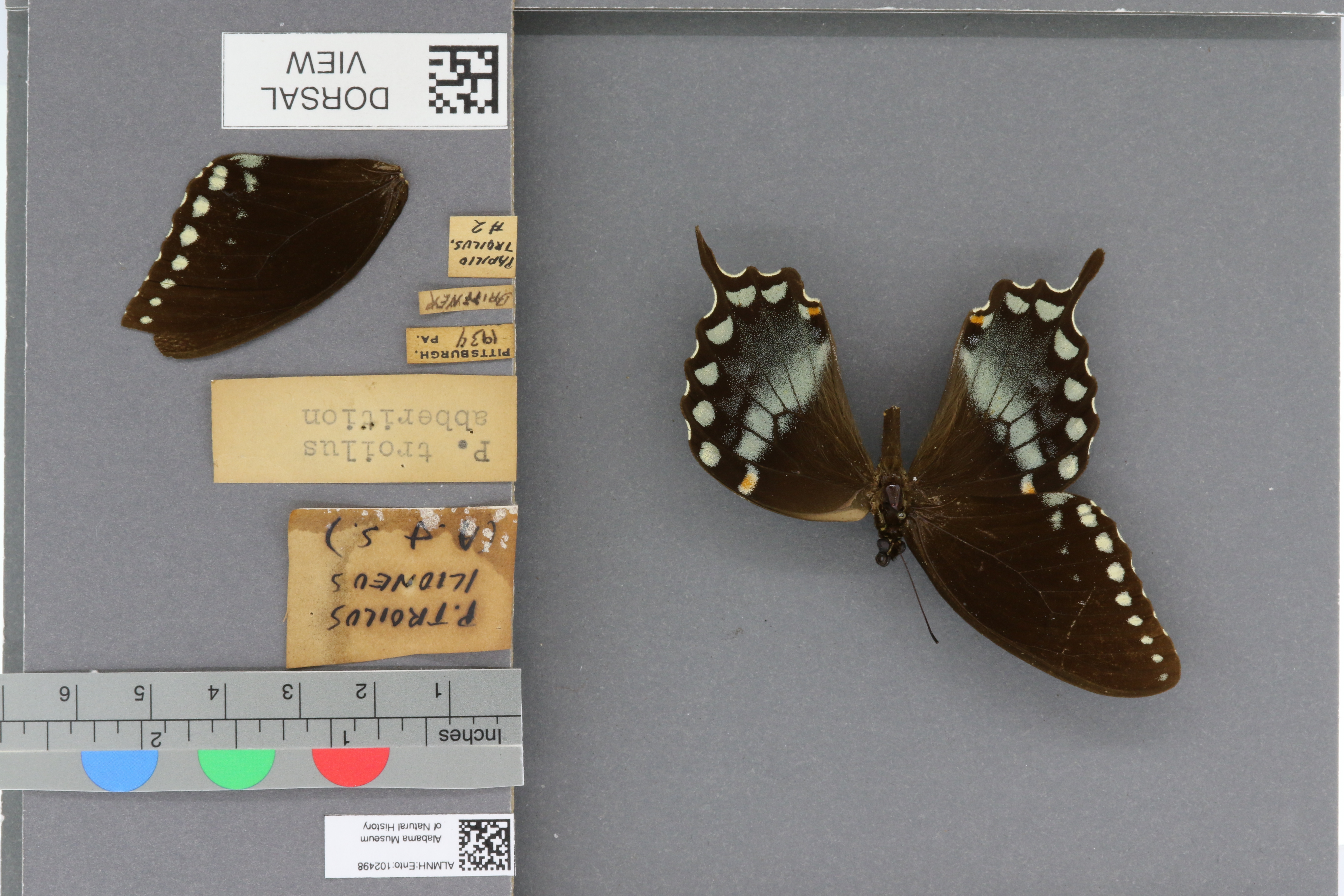 Papilio troilus ilioneus