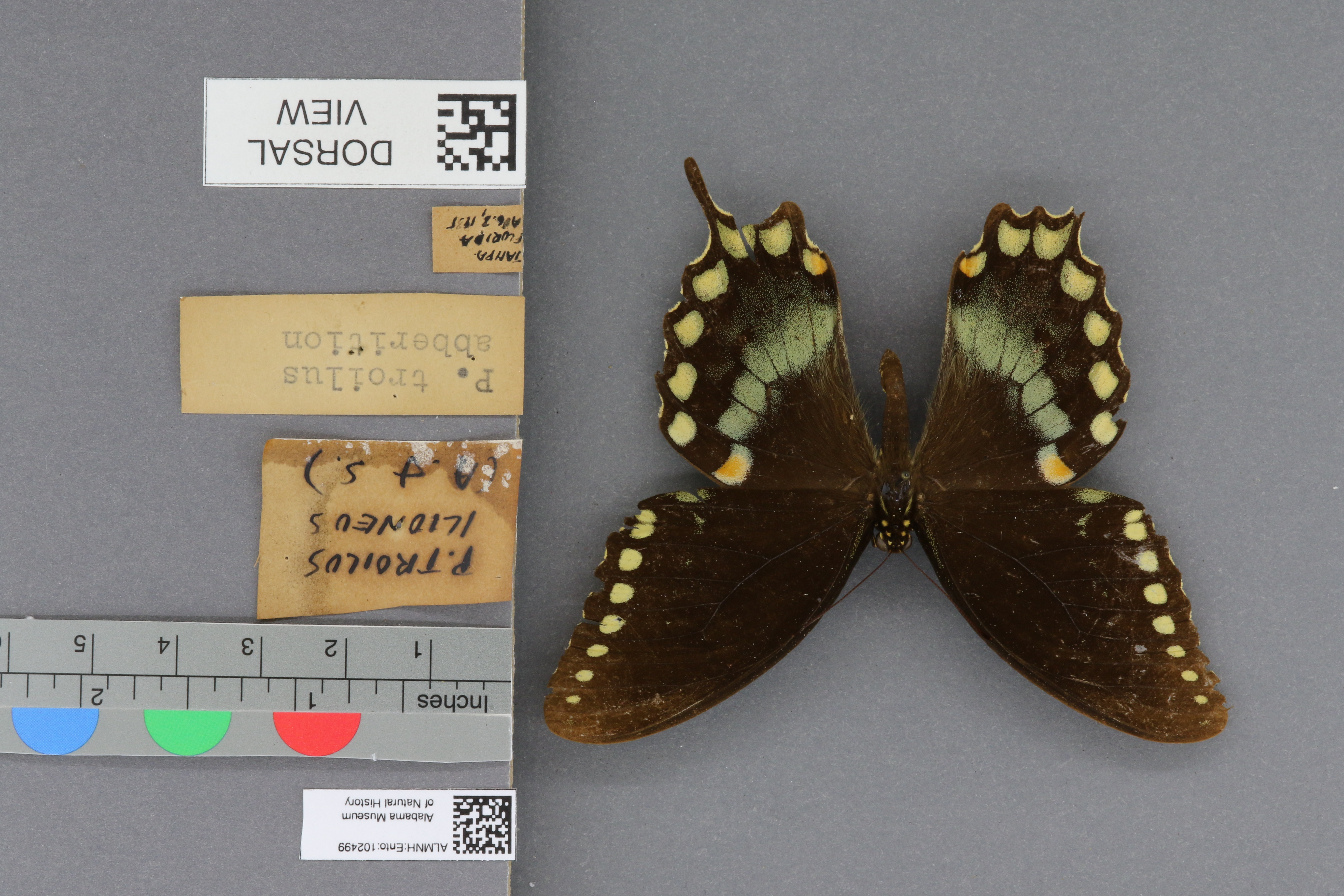 Specimen media