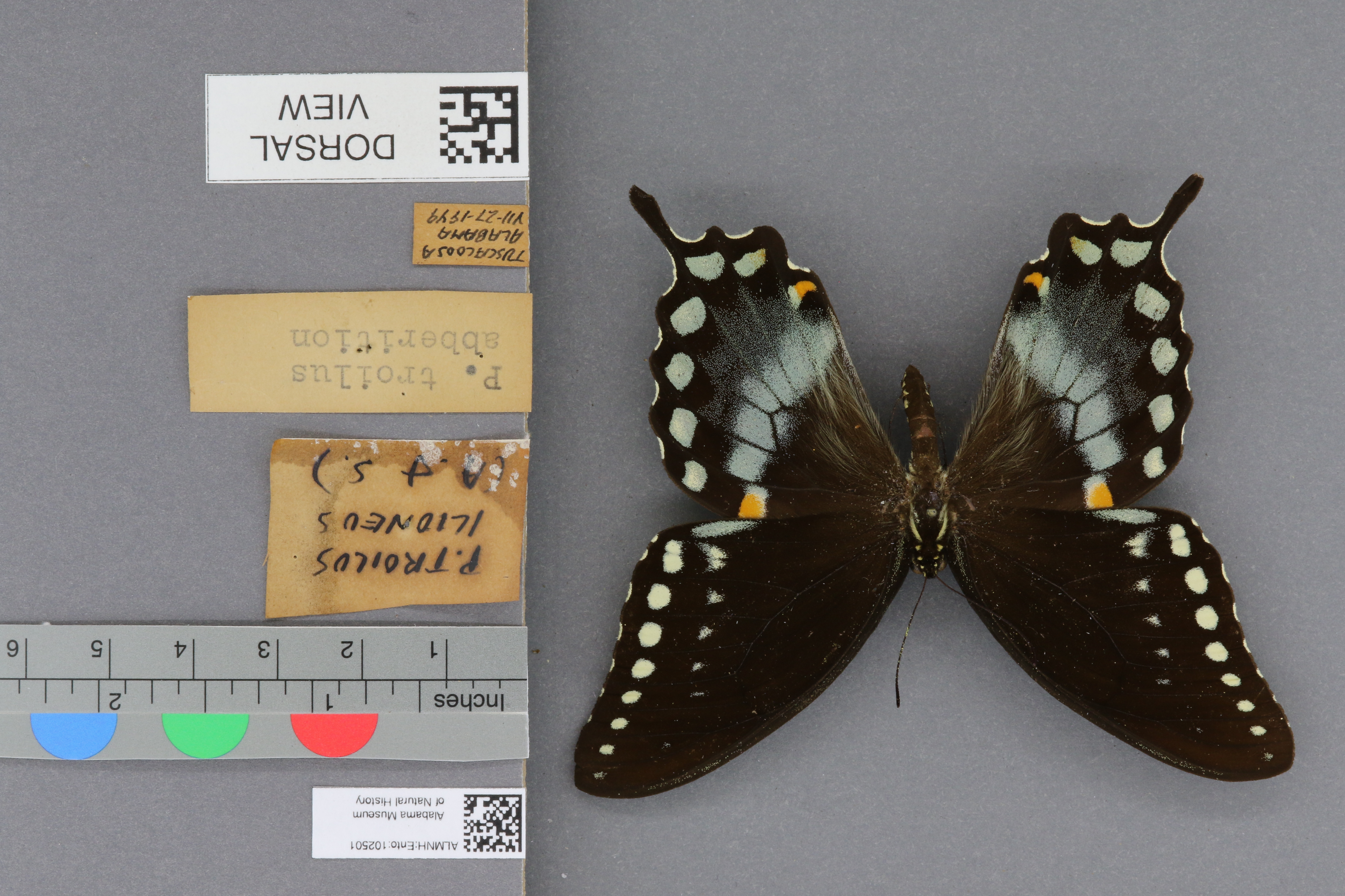 Specimen media