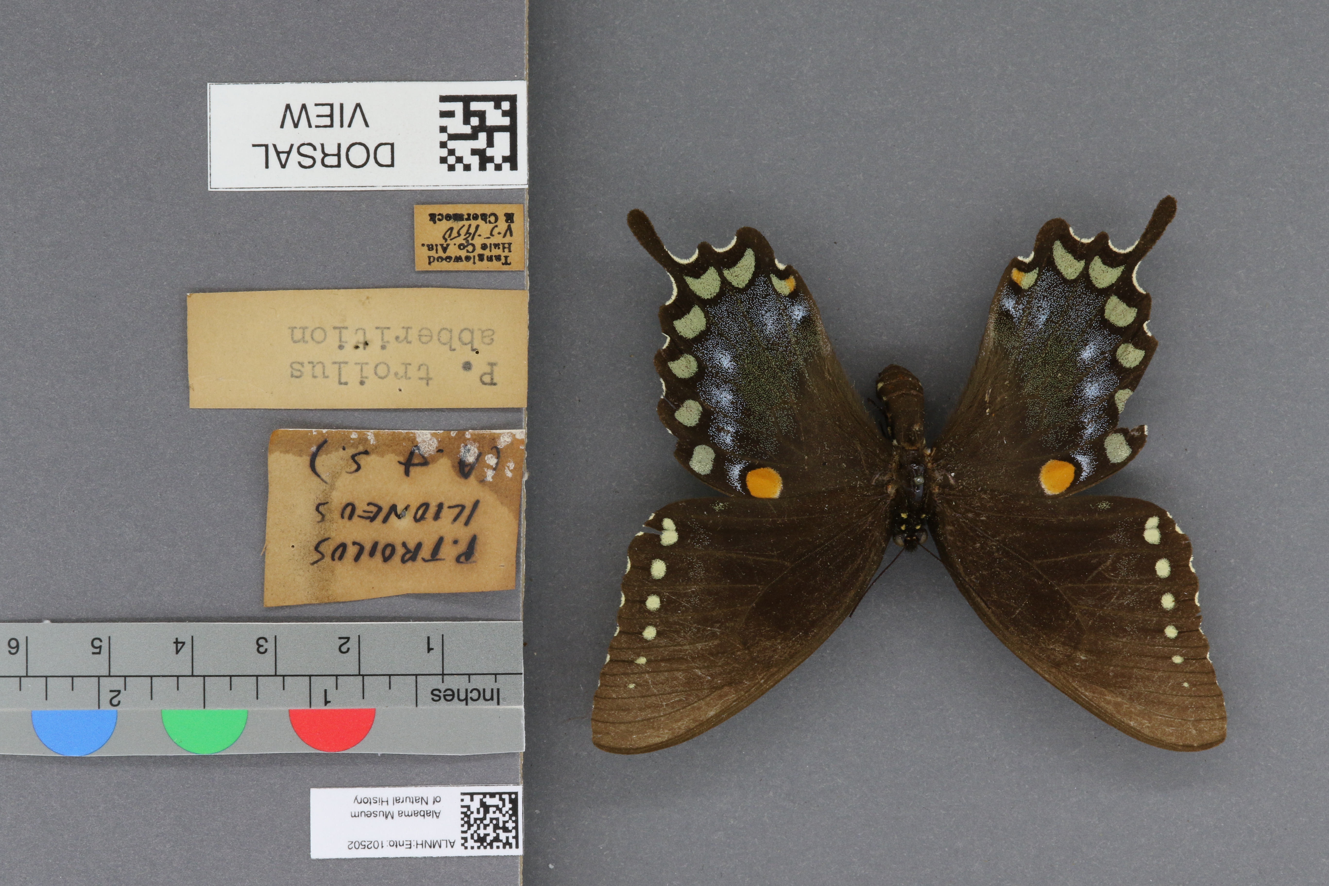 Papilio troilus ilioneus