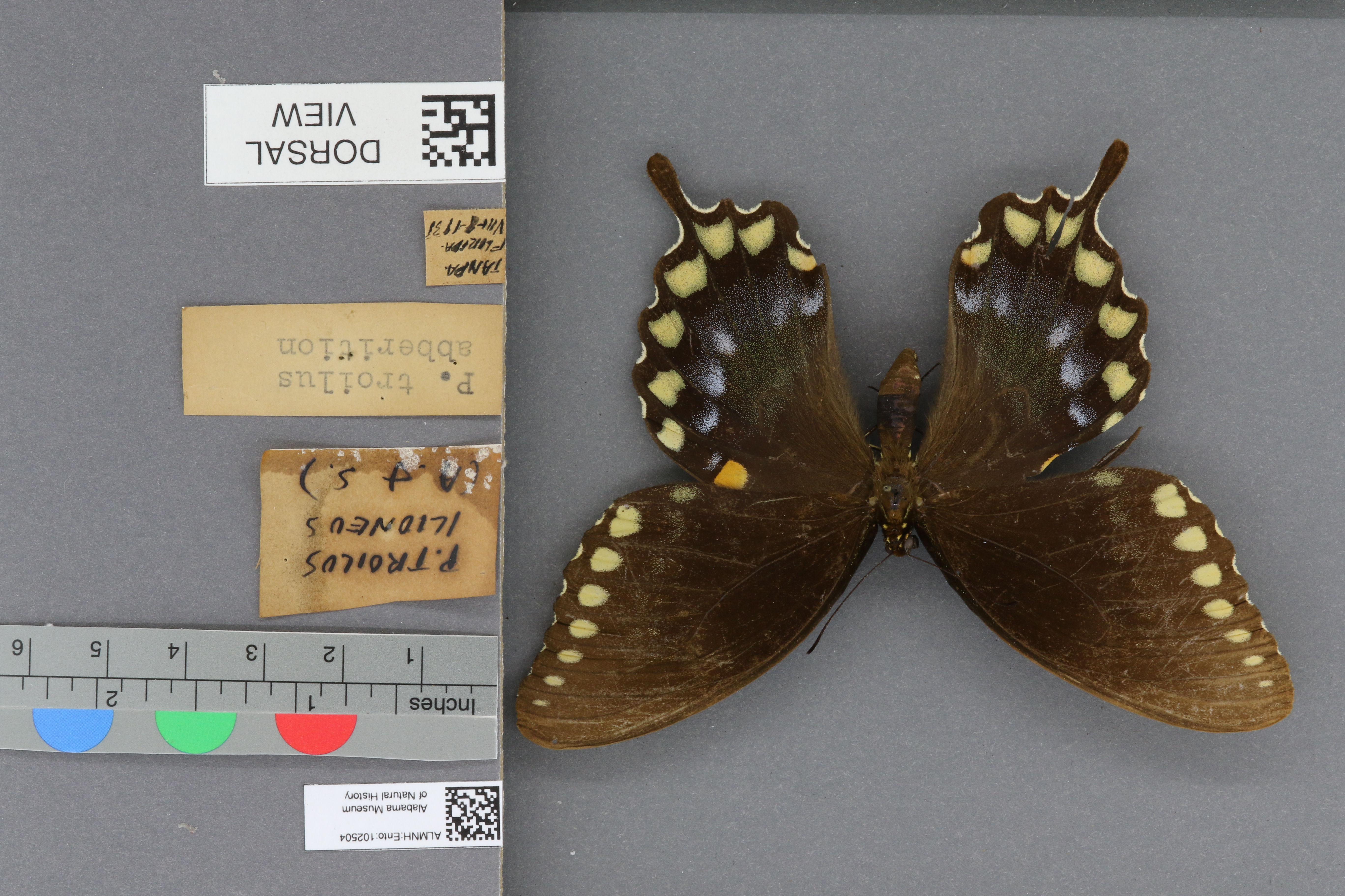 Papilio troilus ilioneus