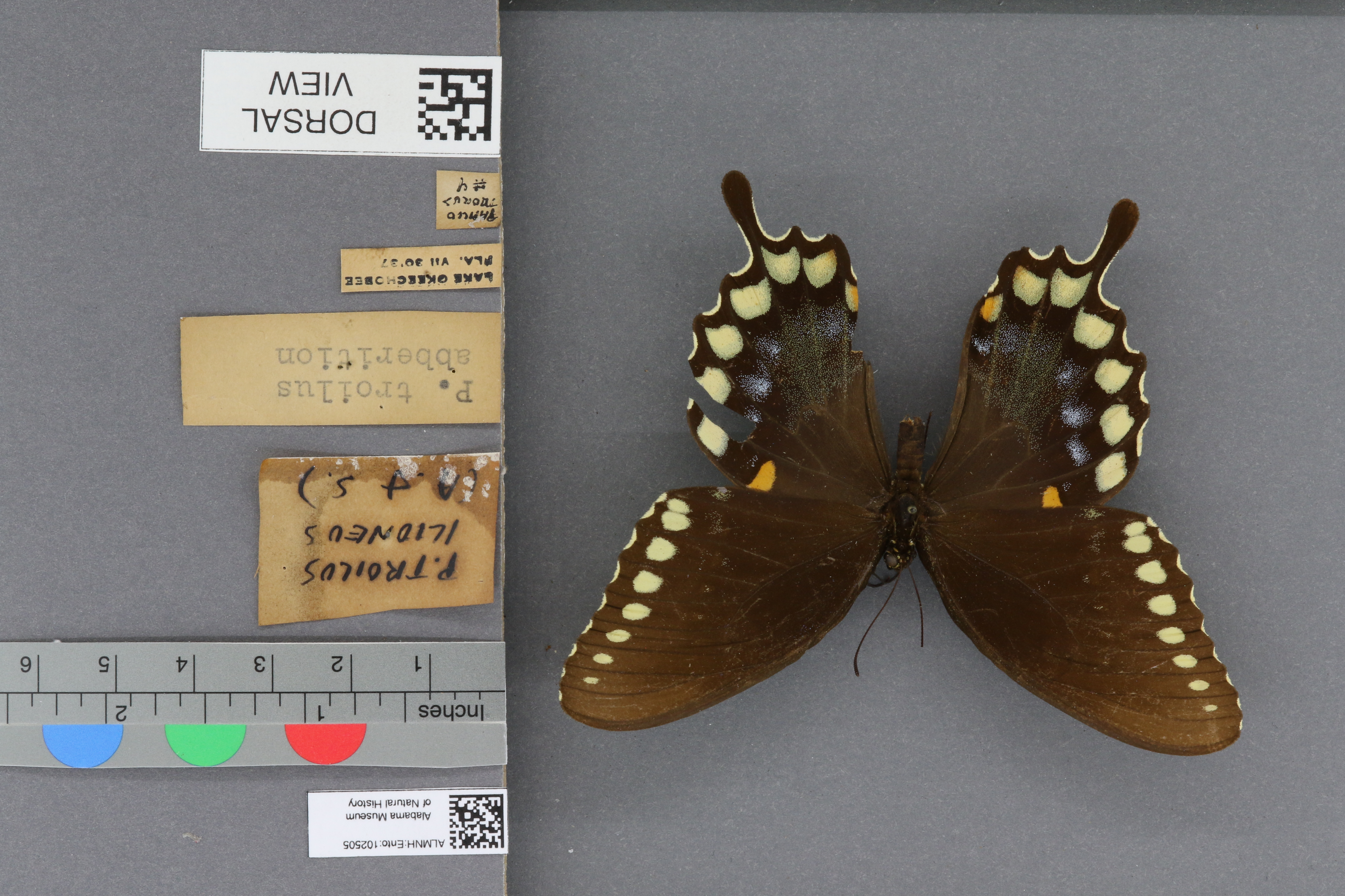 Papilio troilus ilioneus