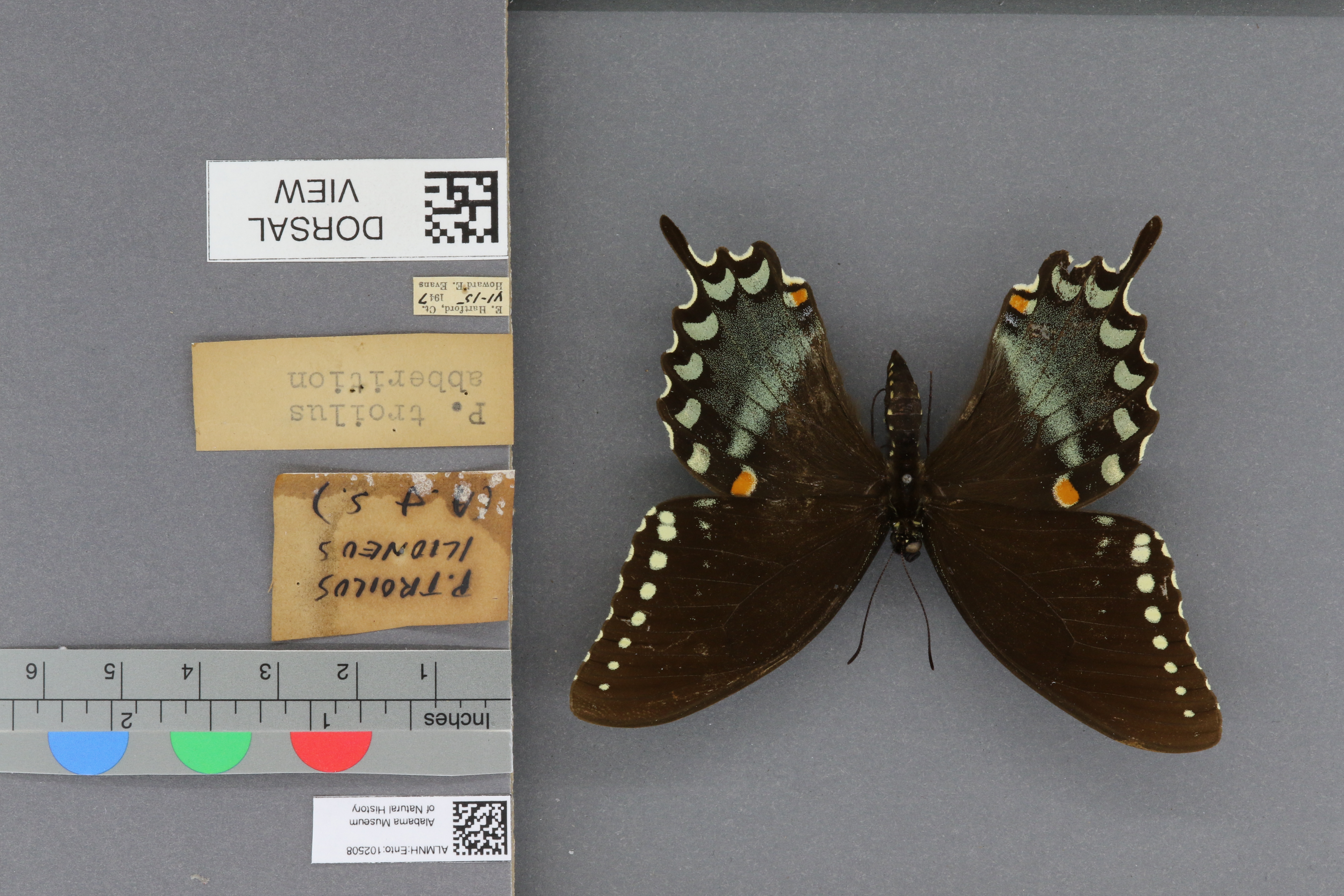 Papilio troilus ilioneus