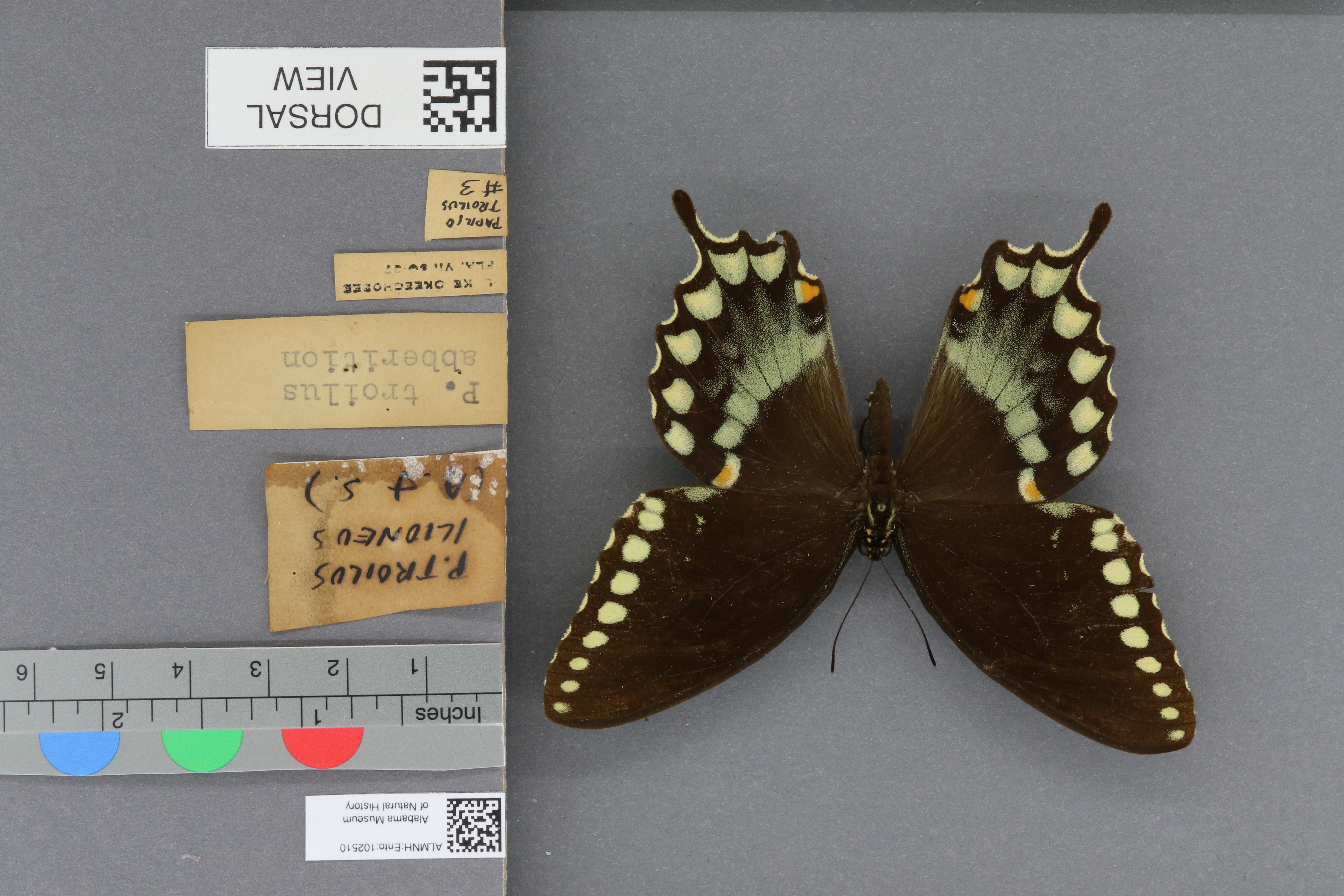 Papilio troilus ilioneus