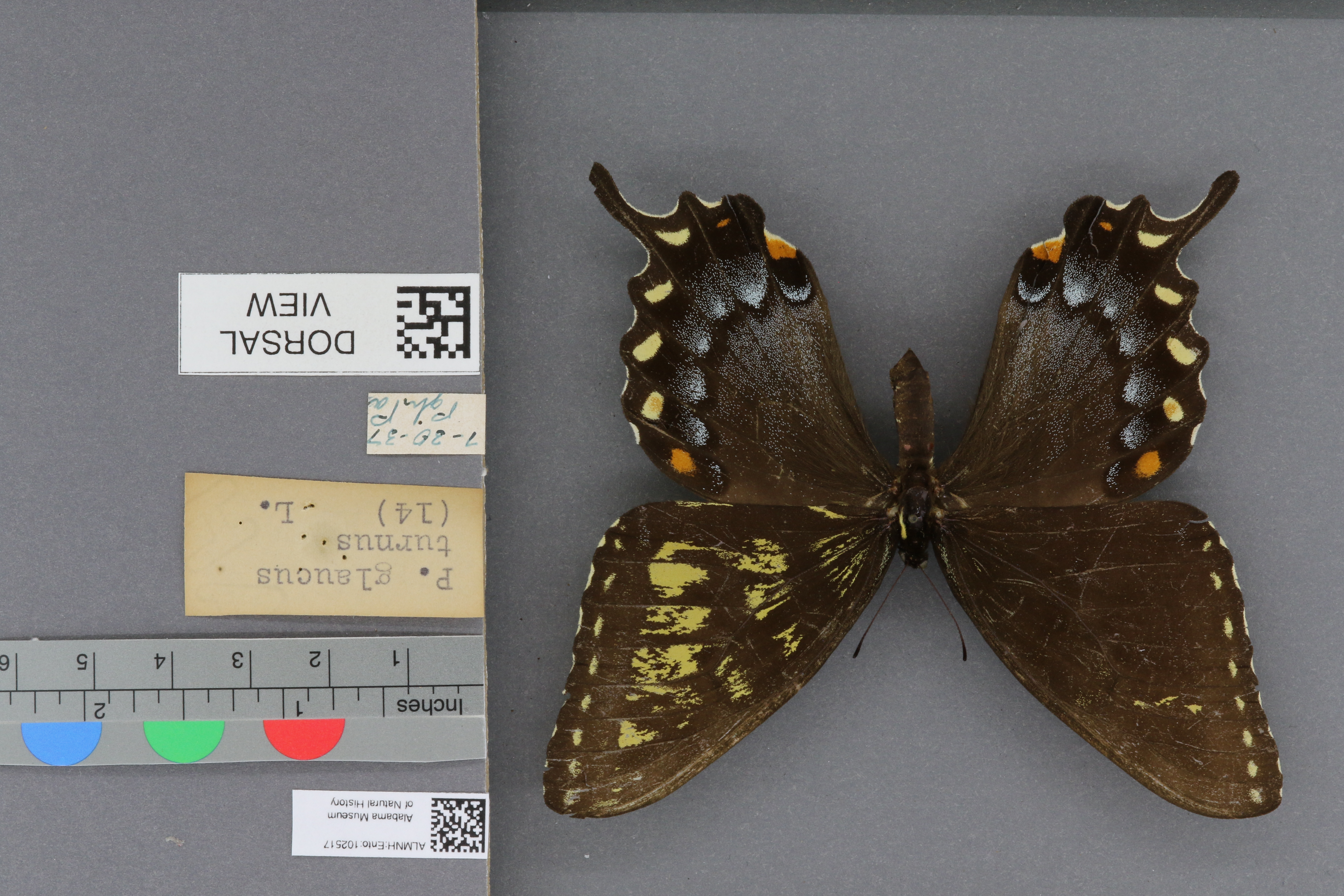 Papilio glaucus turnus