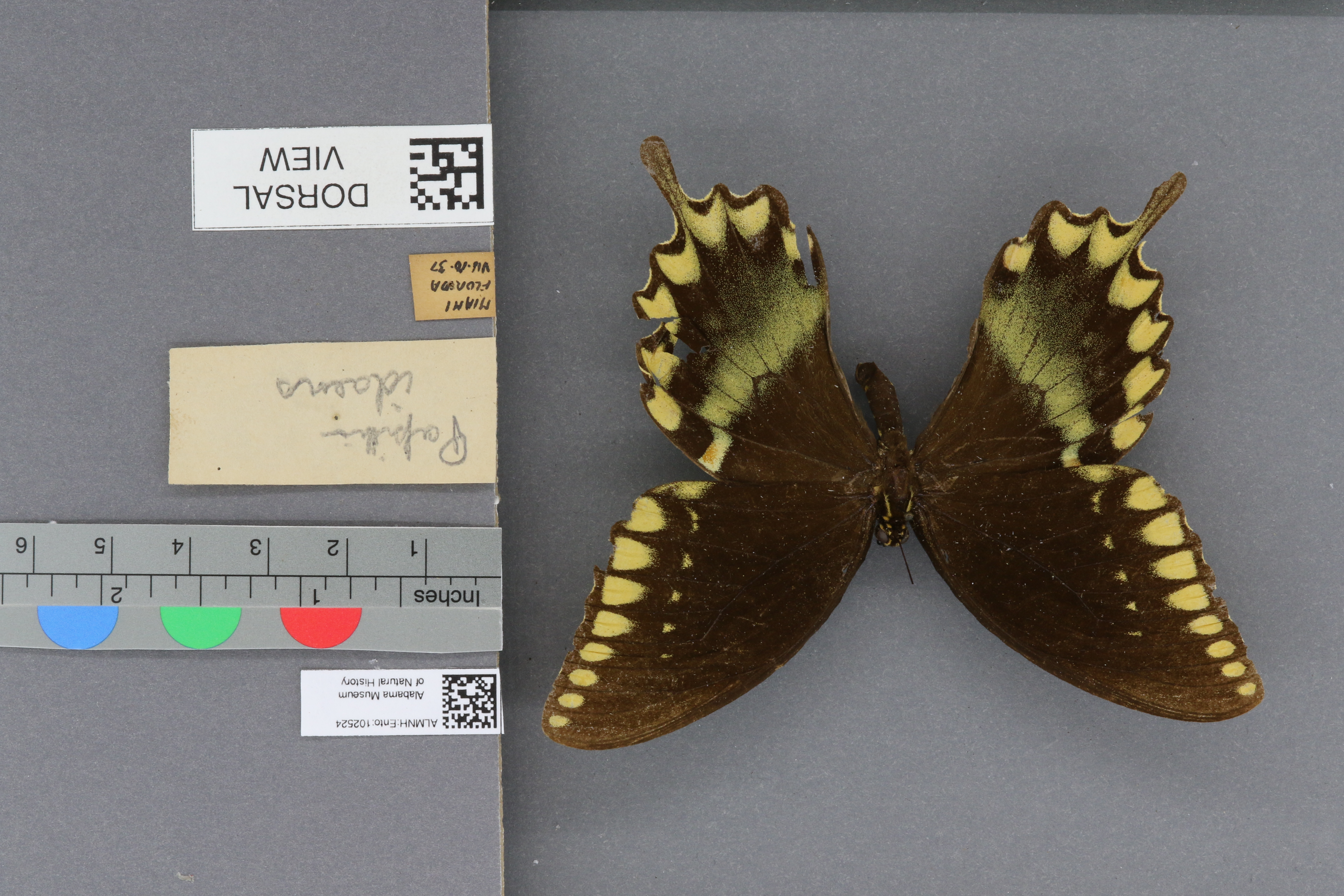 Papilio idaens