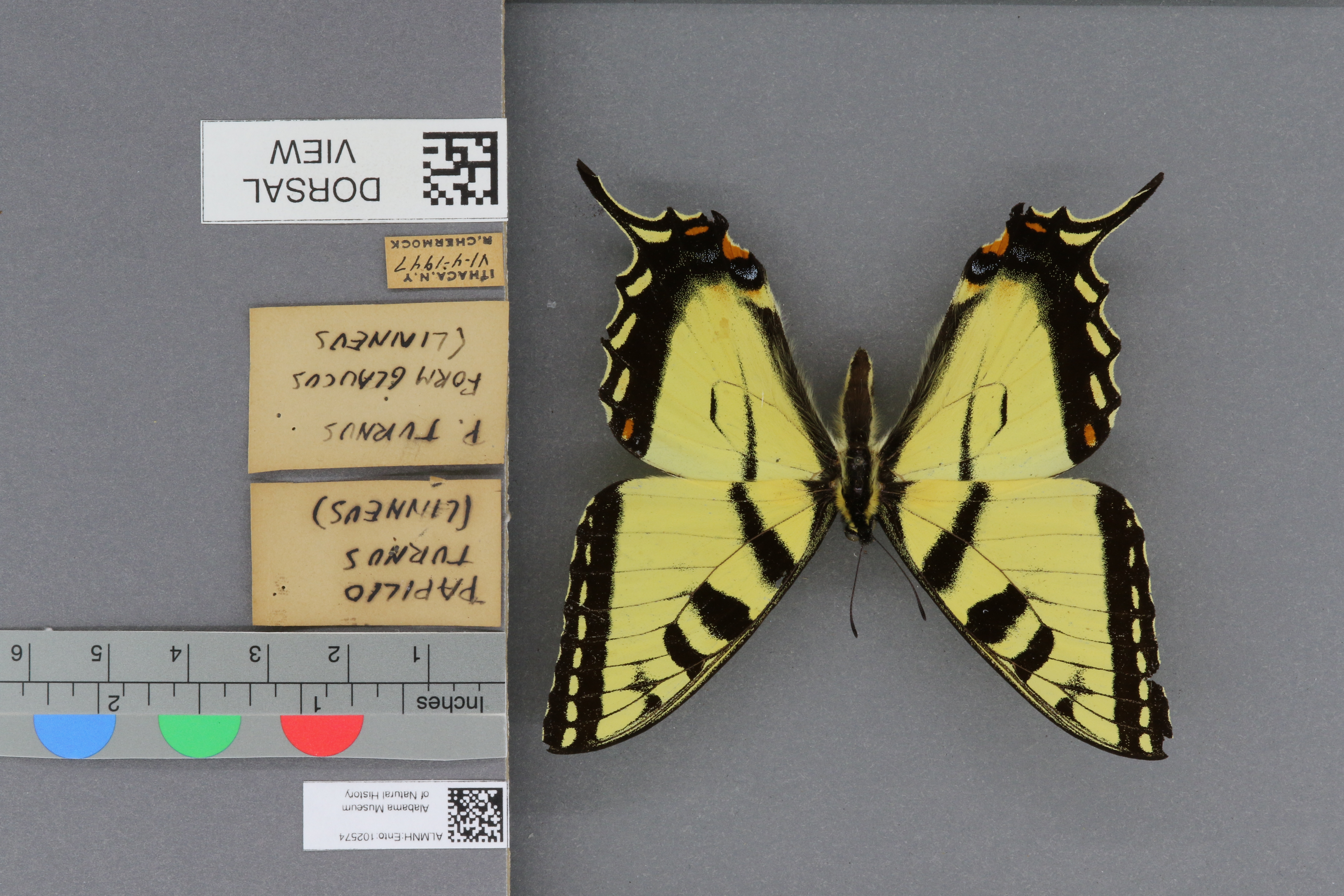 Papilio turnus