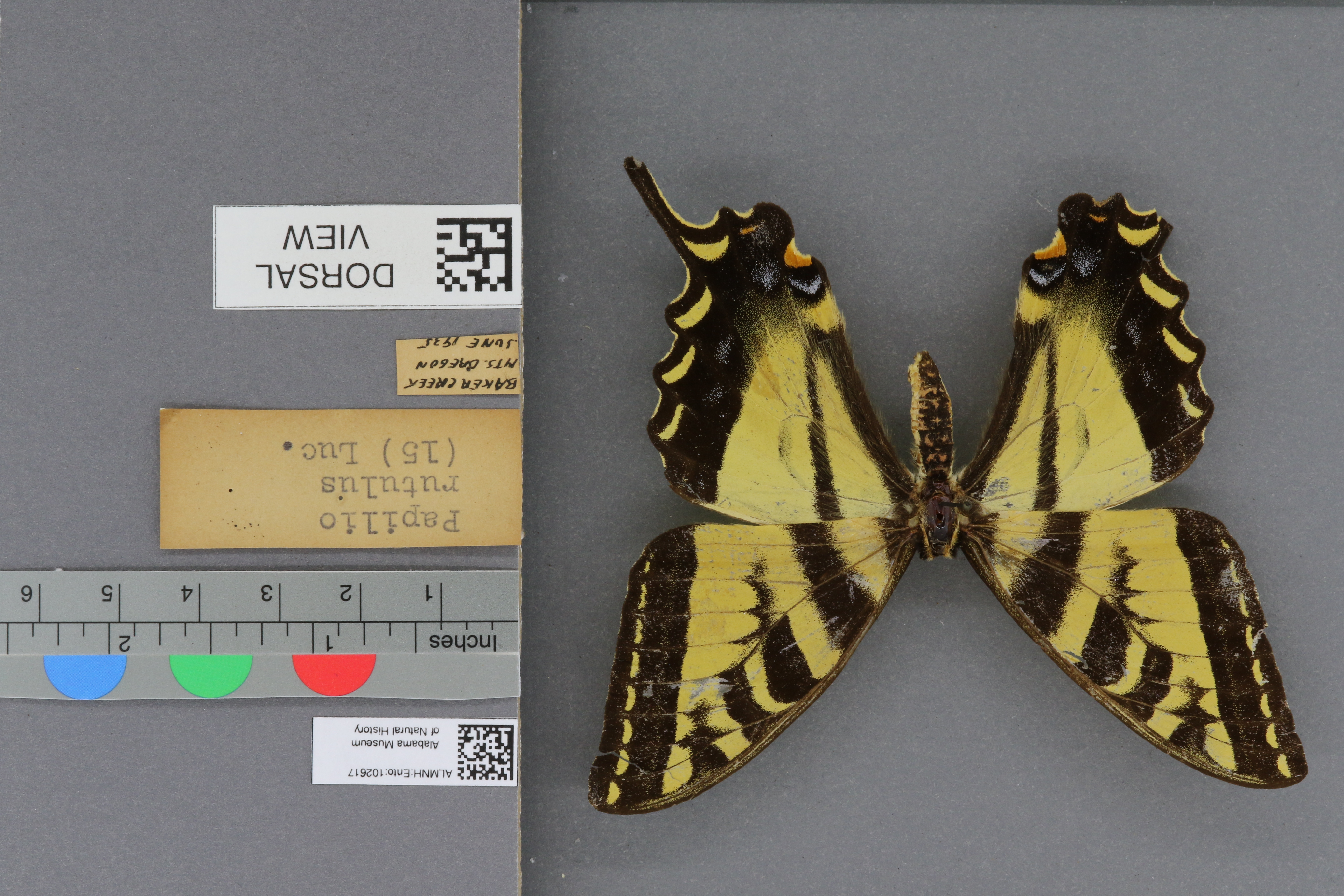 Papilio rutulus