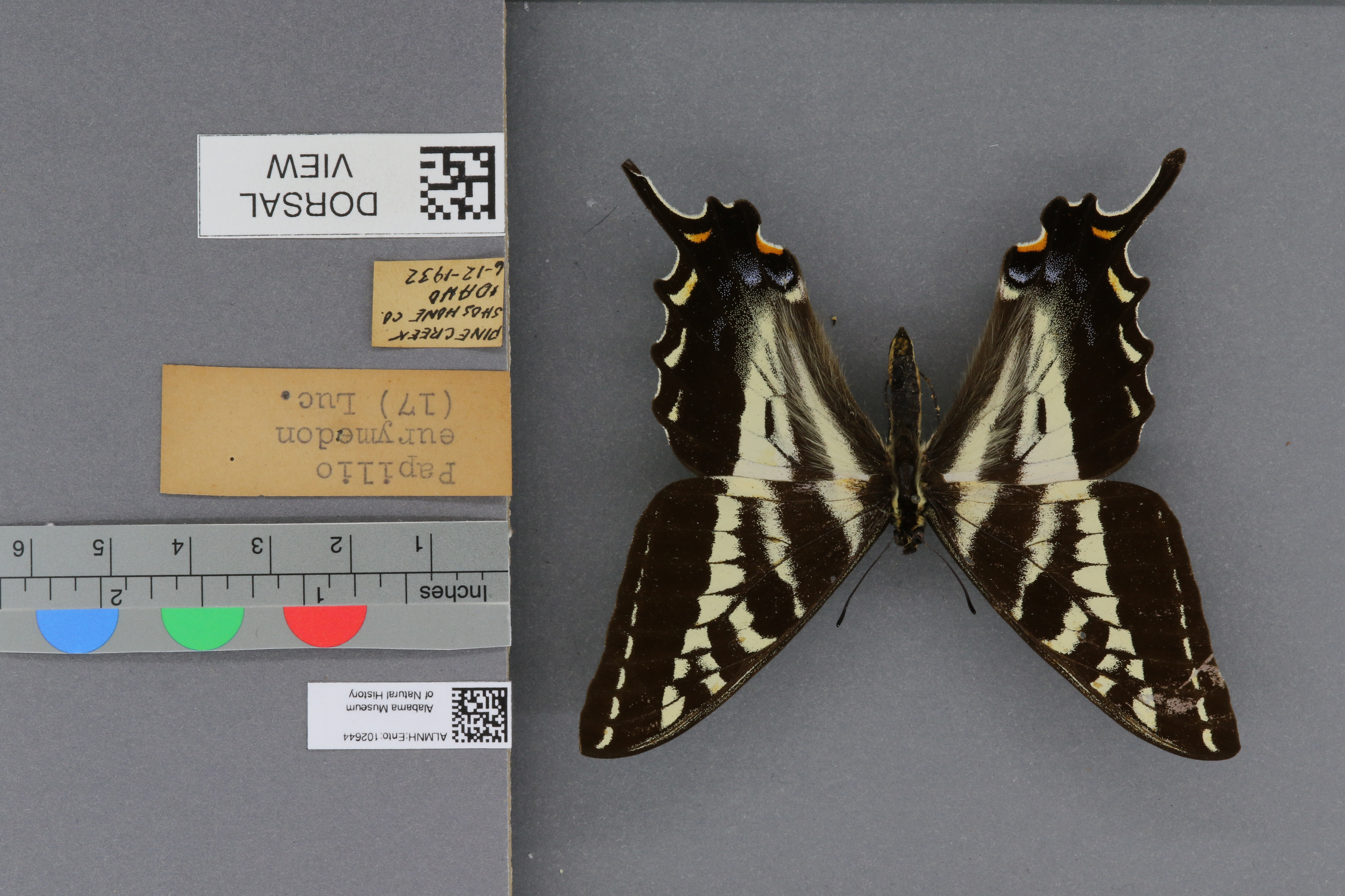 Papilio eurymedon