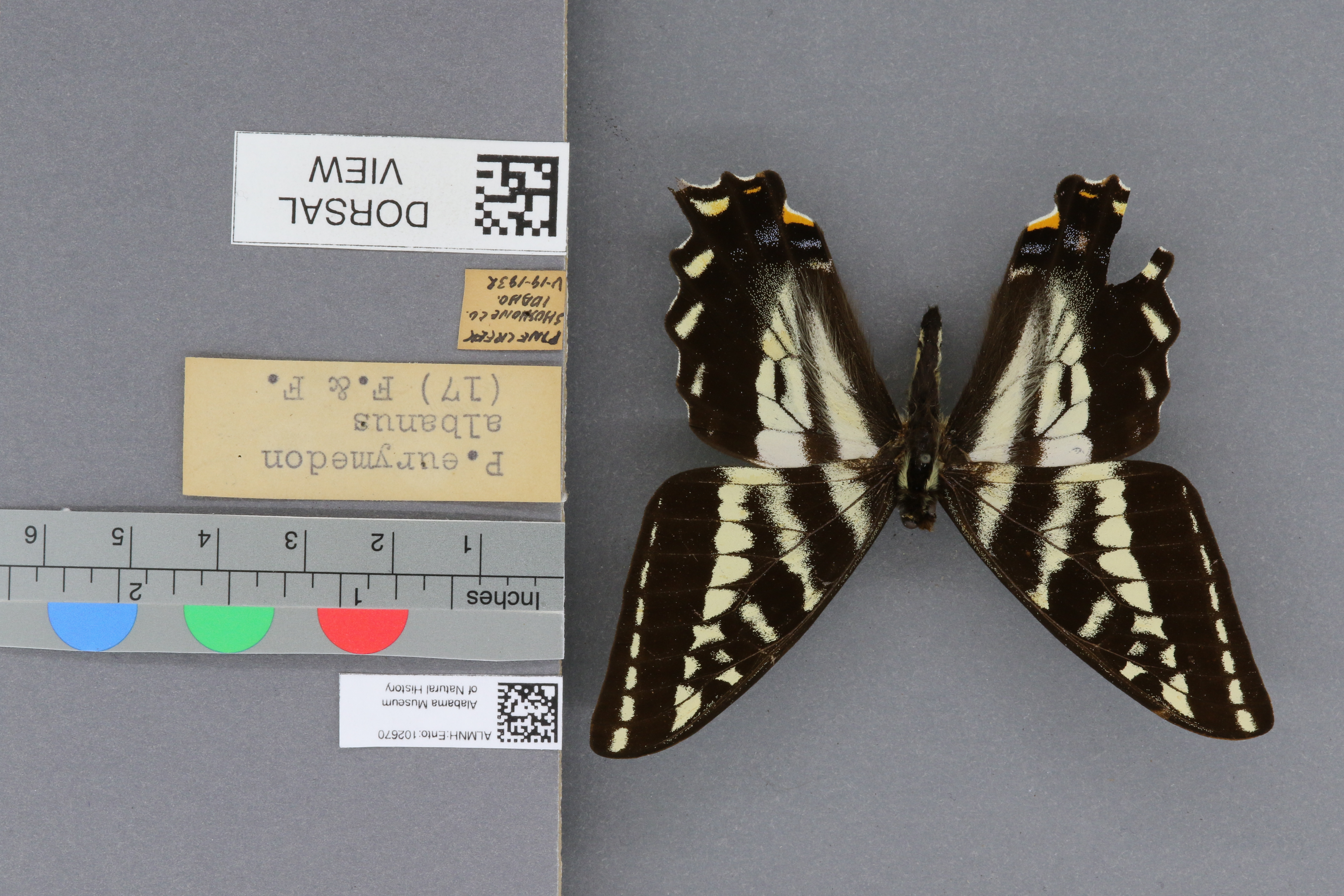 Papilio eurymedon