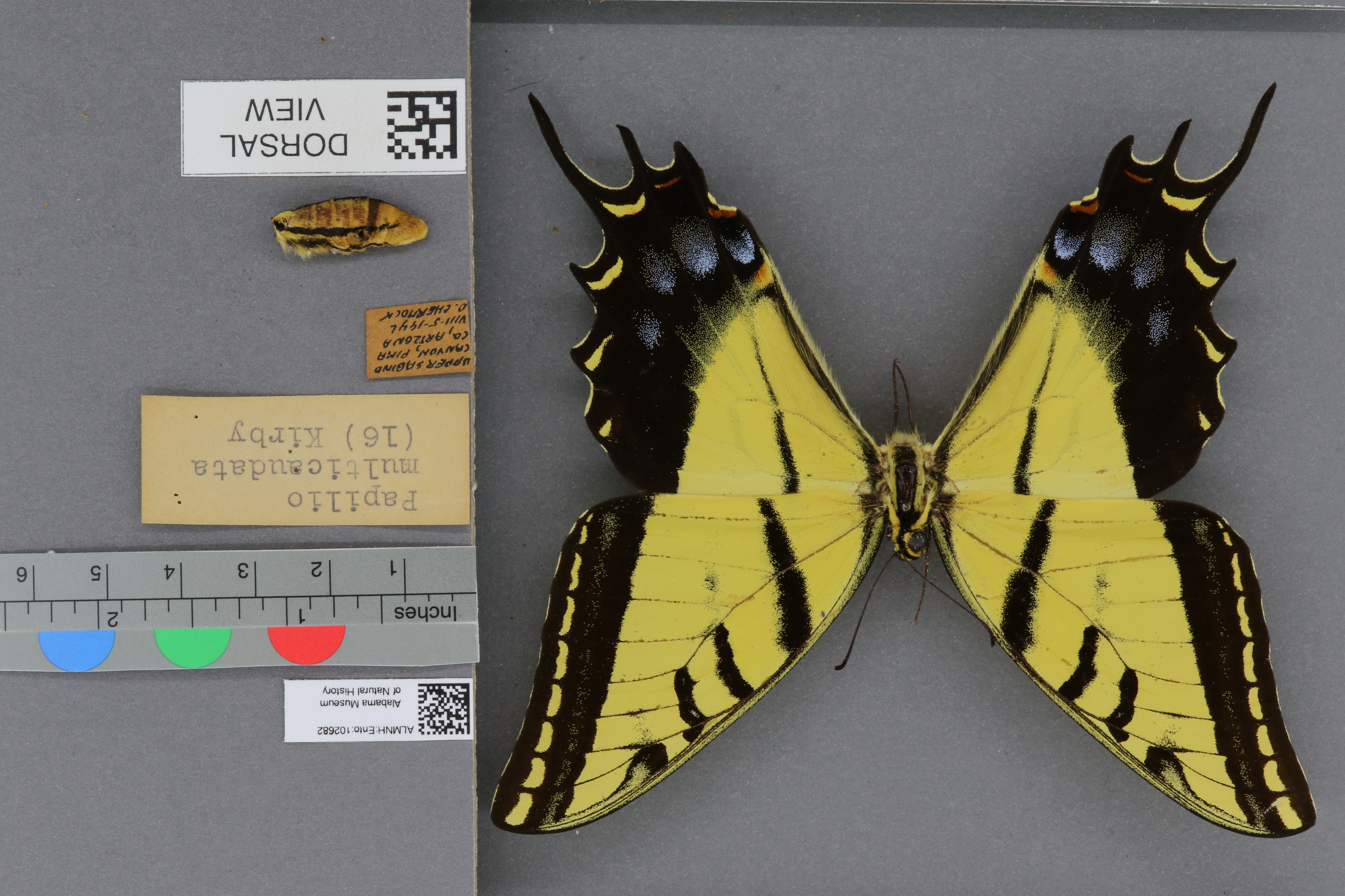 Papilio multicaudata