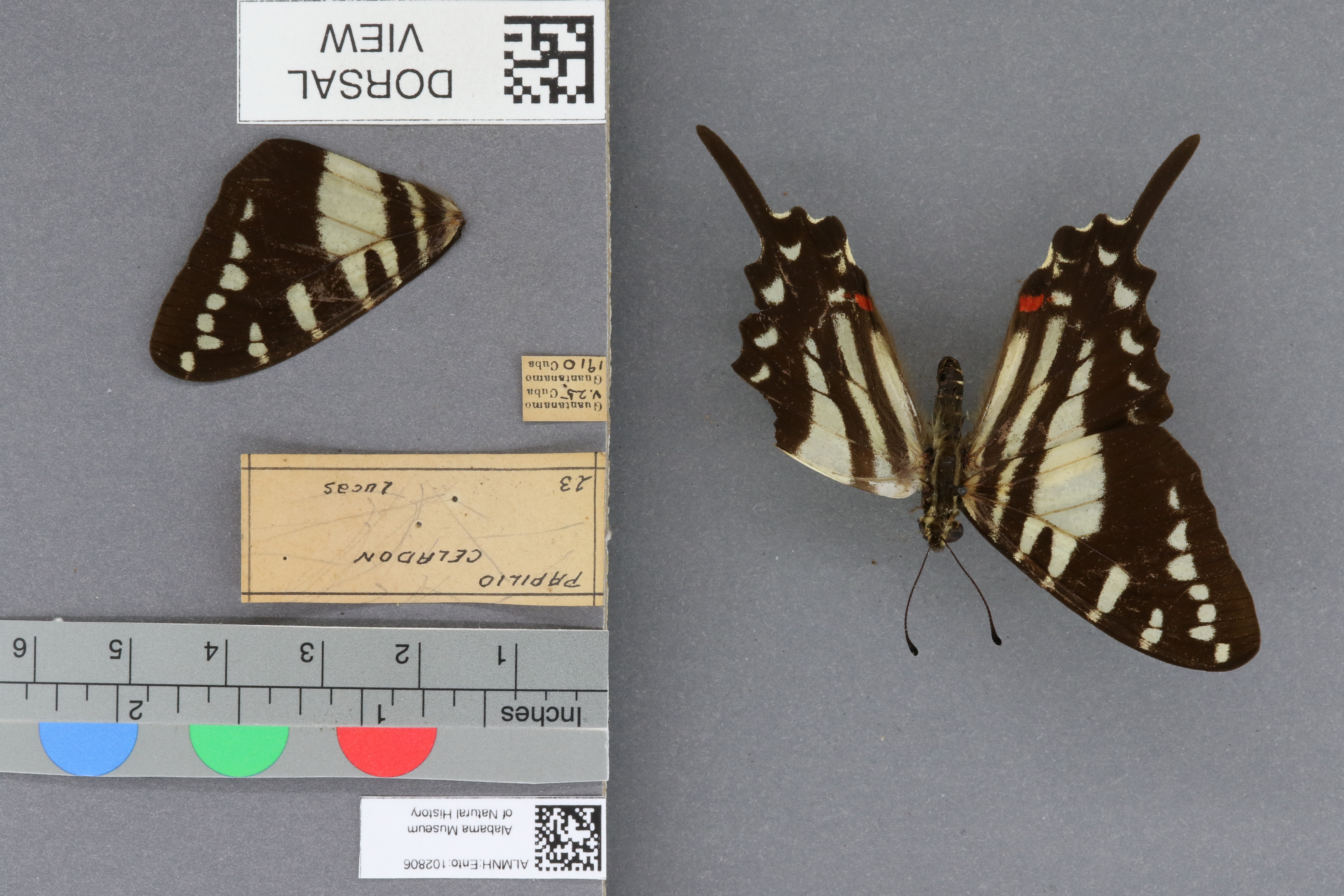 Papilio celadon