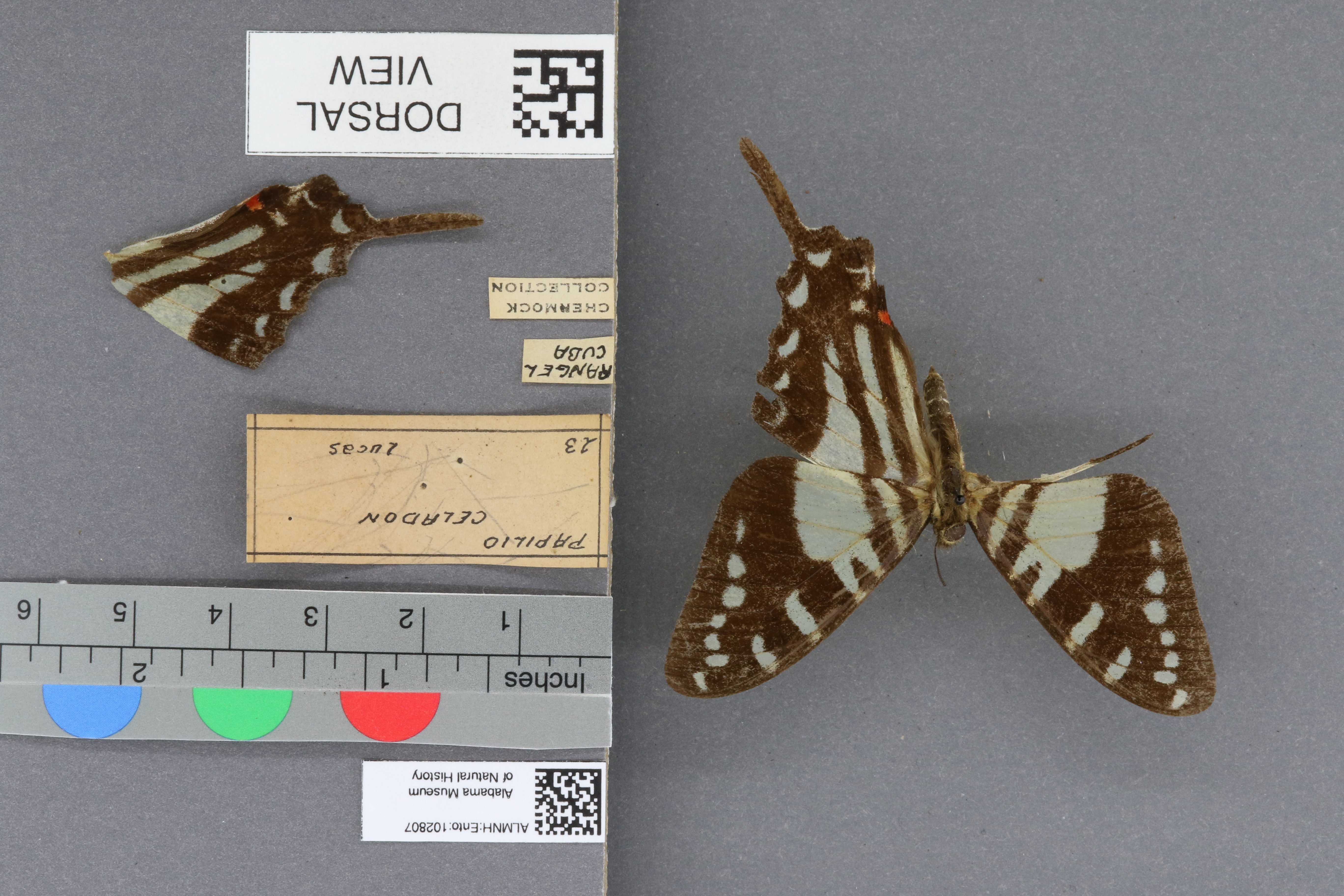 Papilio celadon