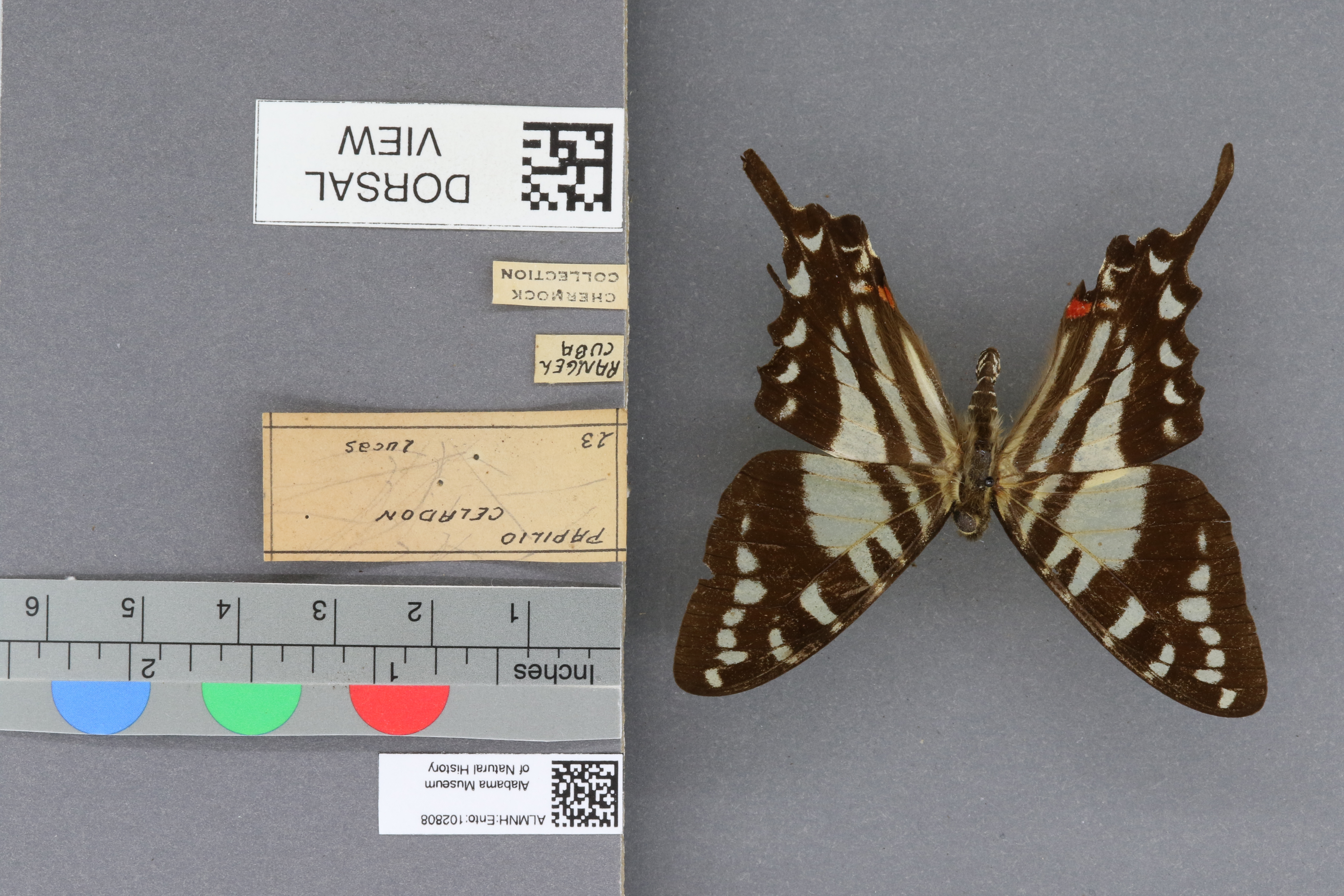 Papilio celadon