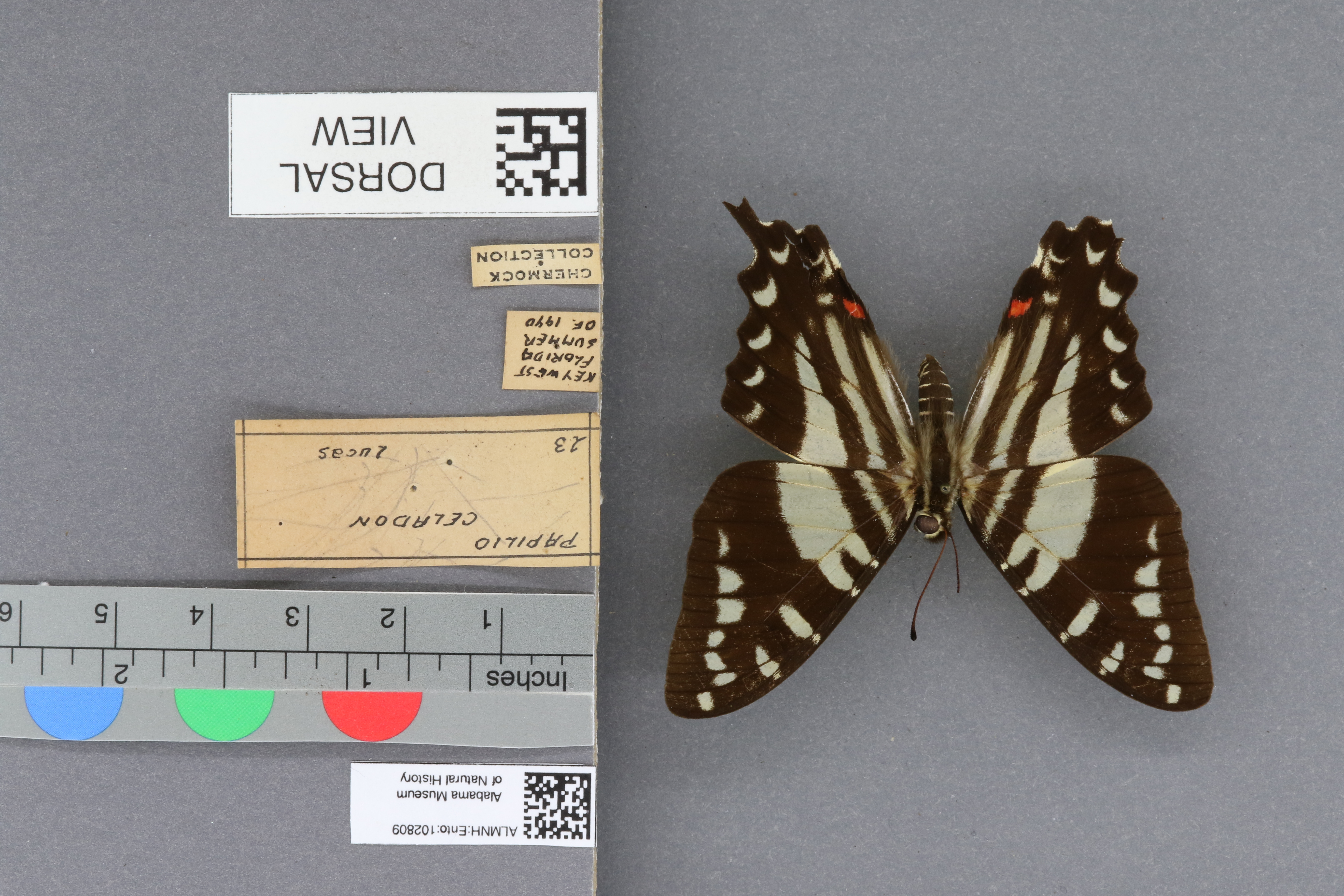 Papilio celadon