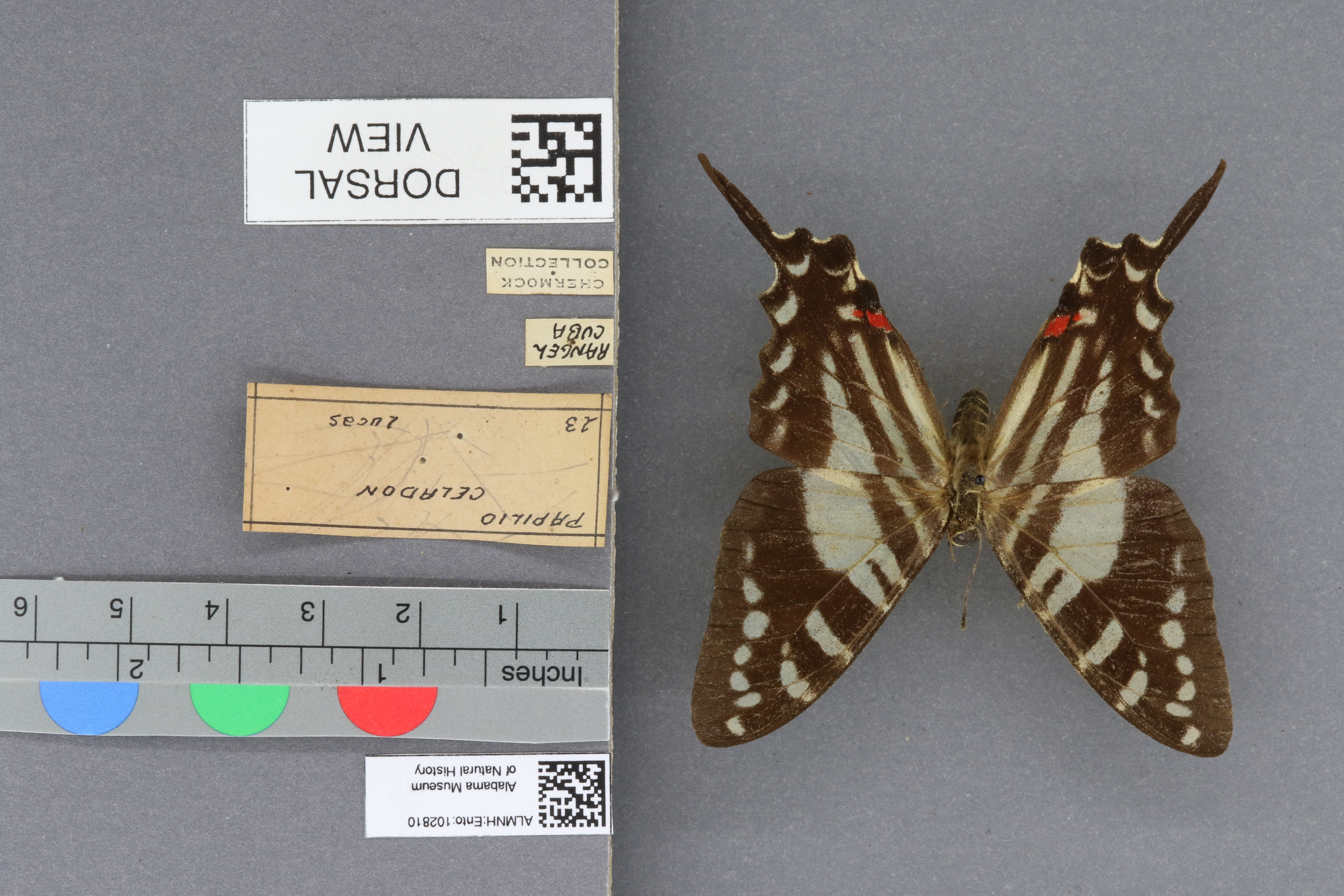 Papilio celadon