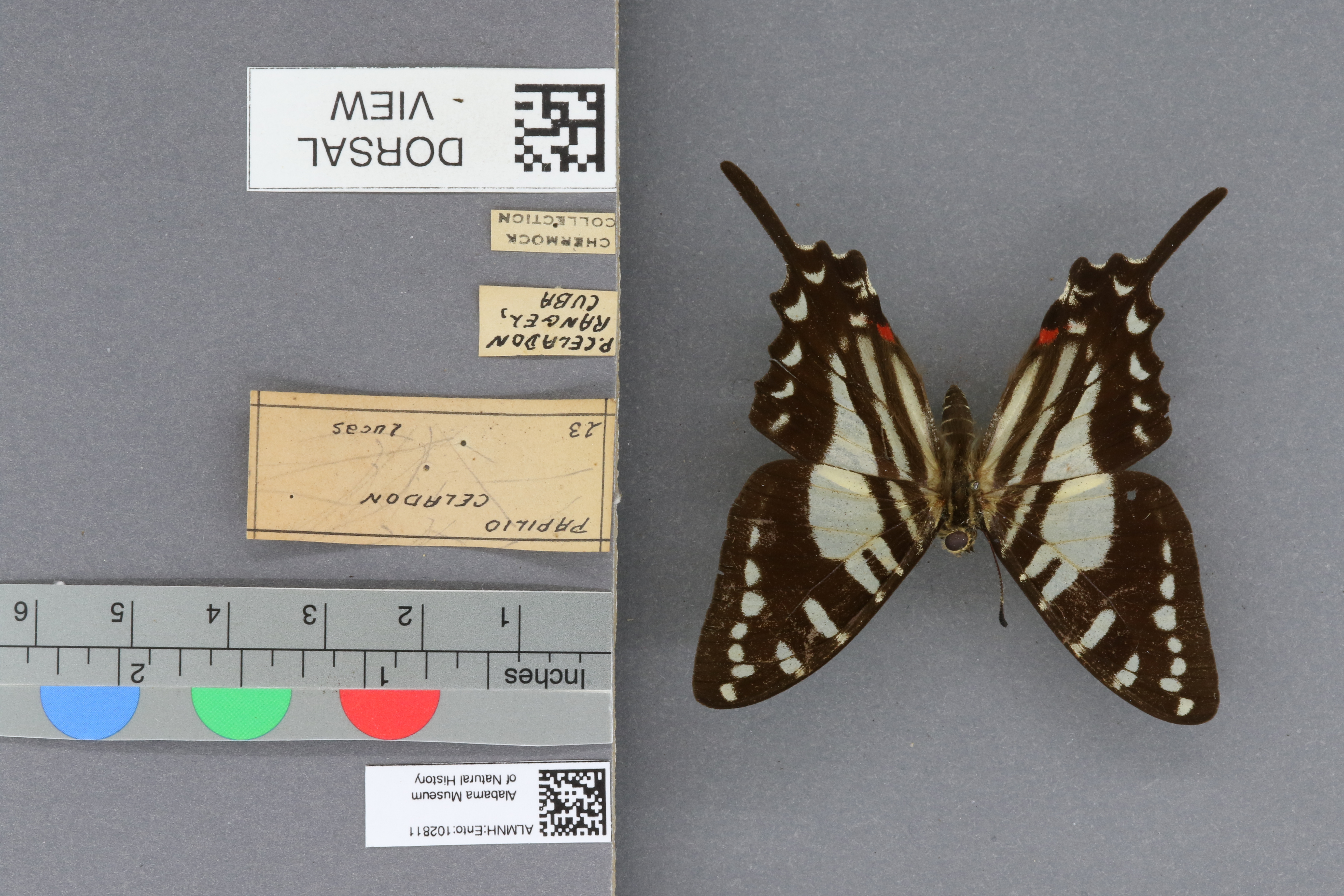 Papilio celadon