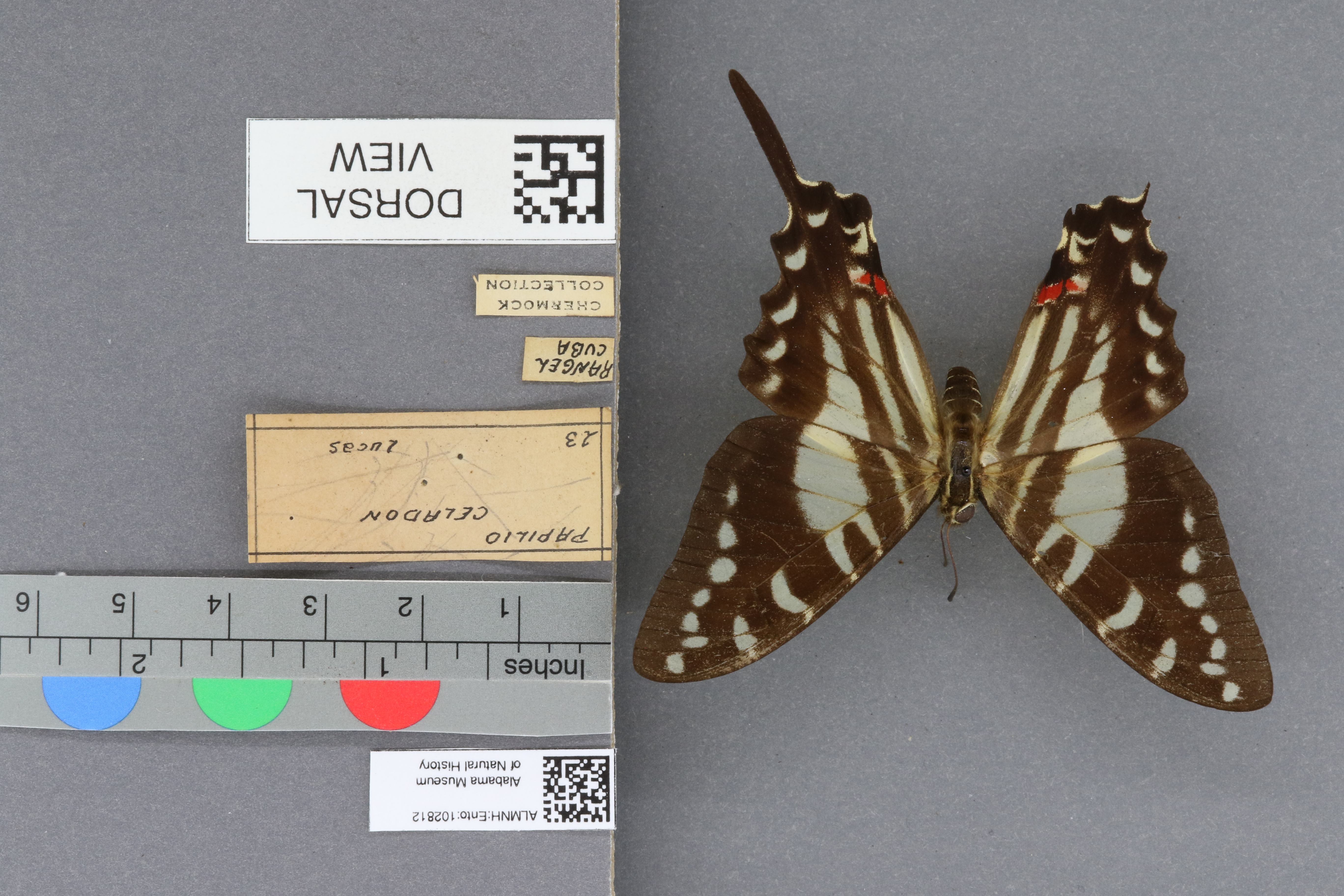 Papilio celadon