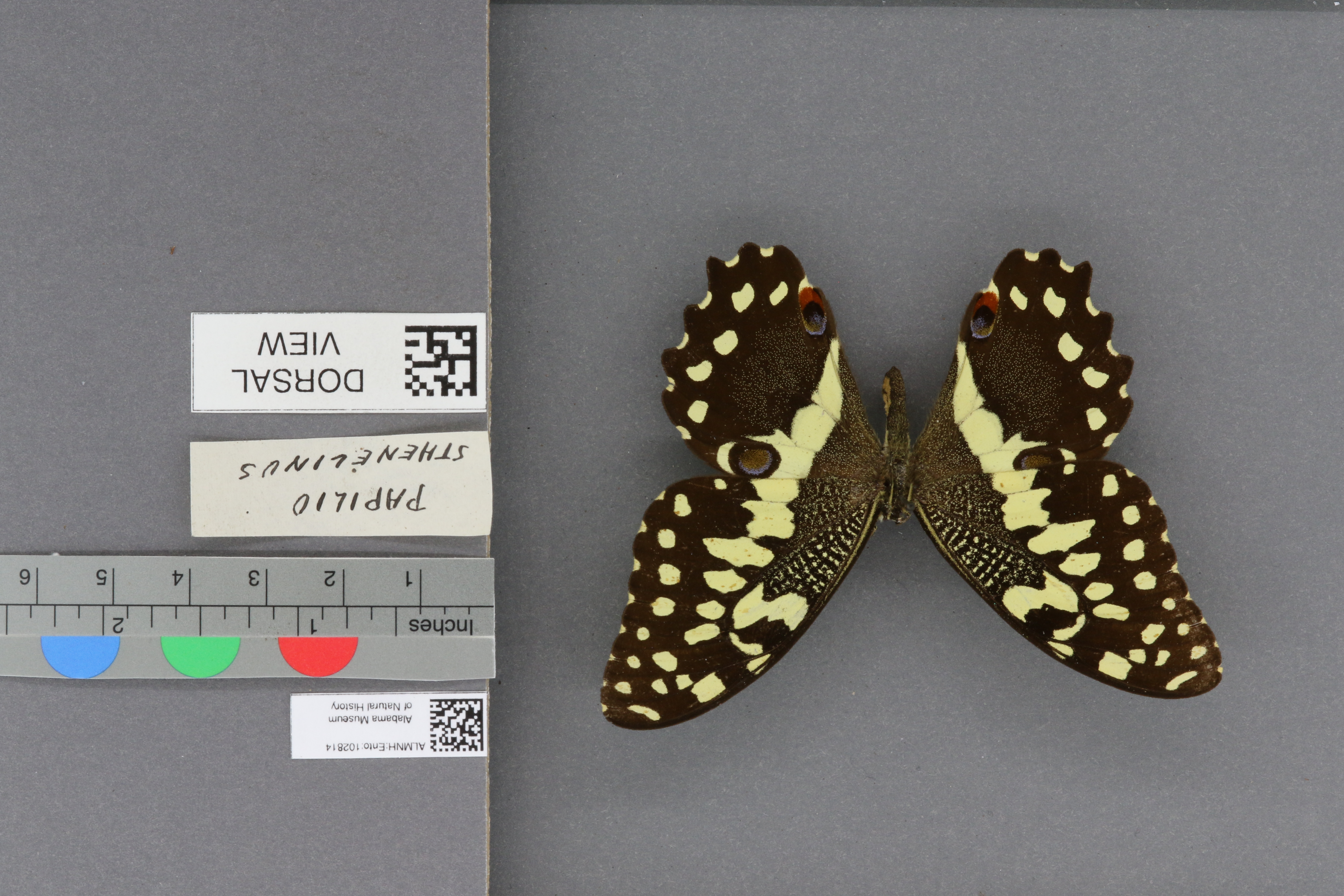 Papilio sthenelinus