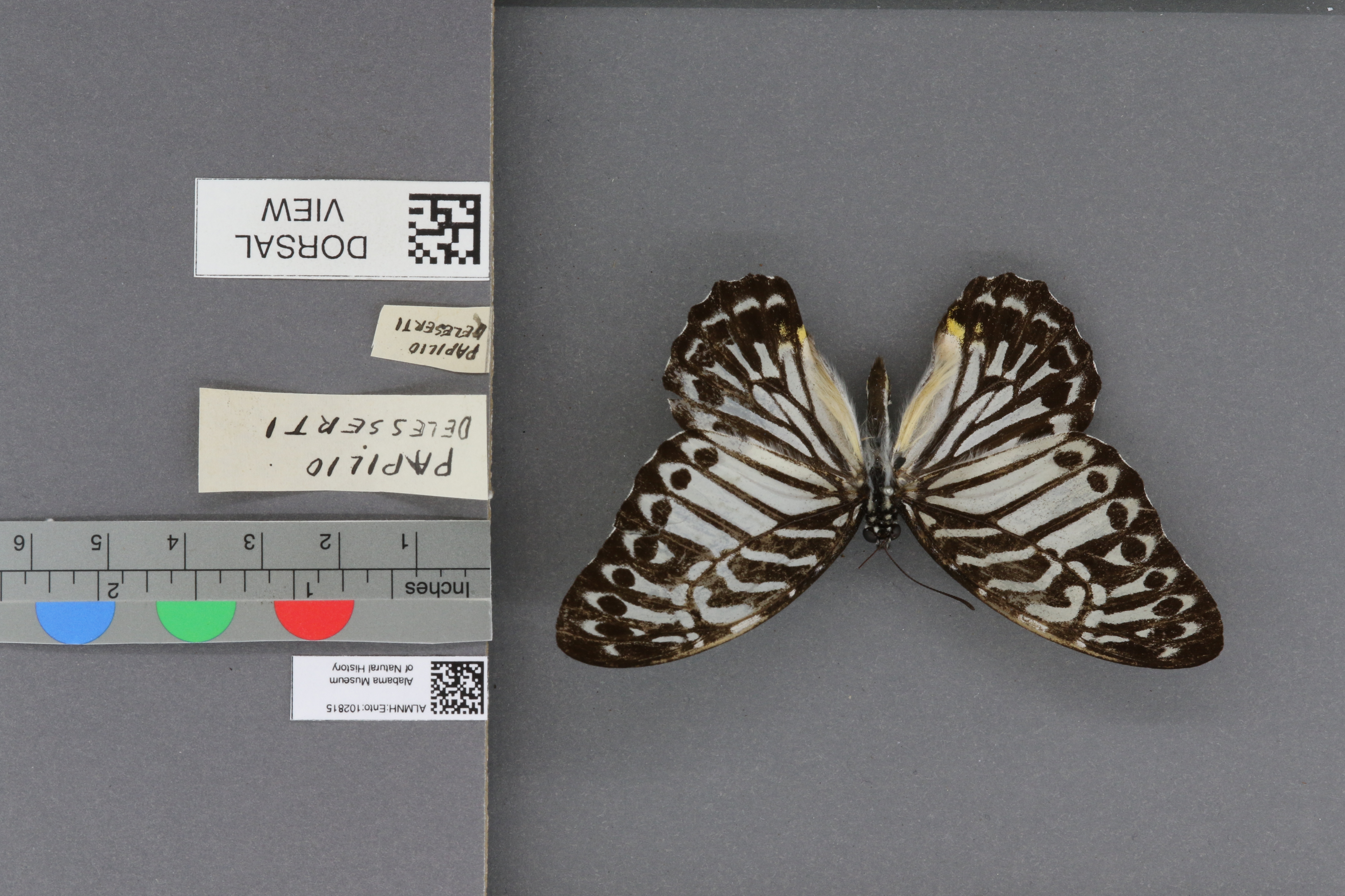 Papilio delessertii