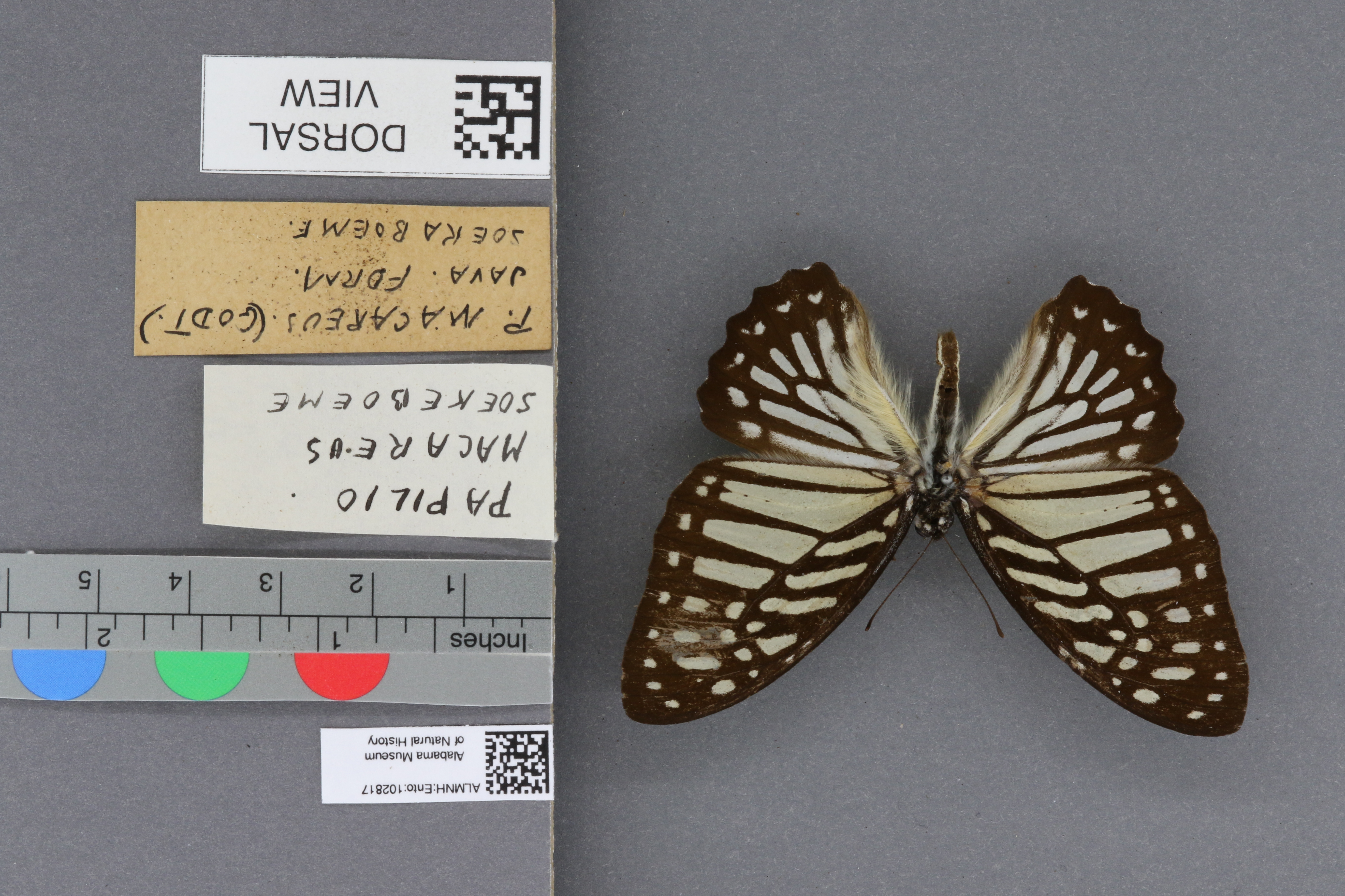 Papilio macareus