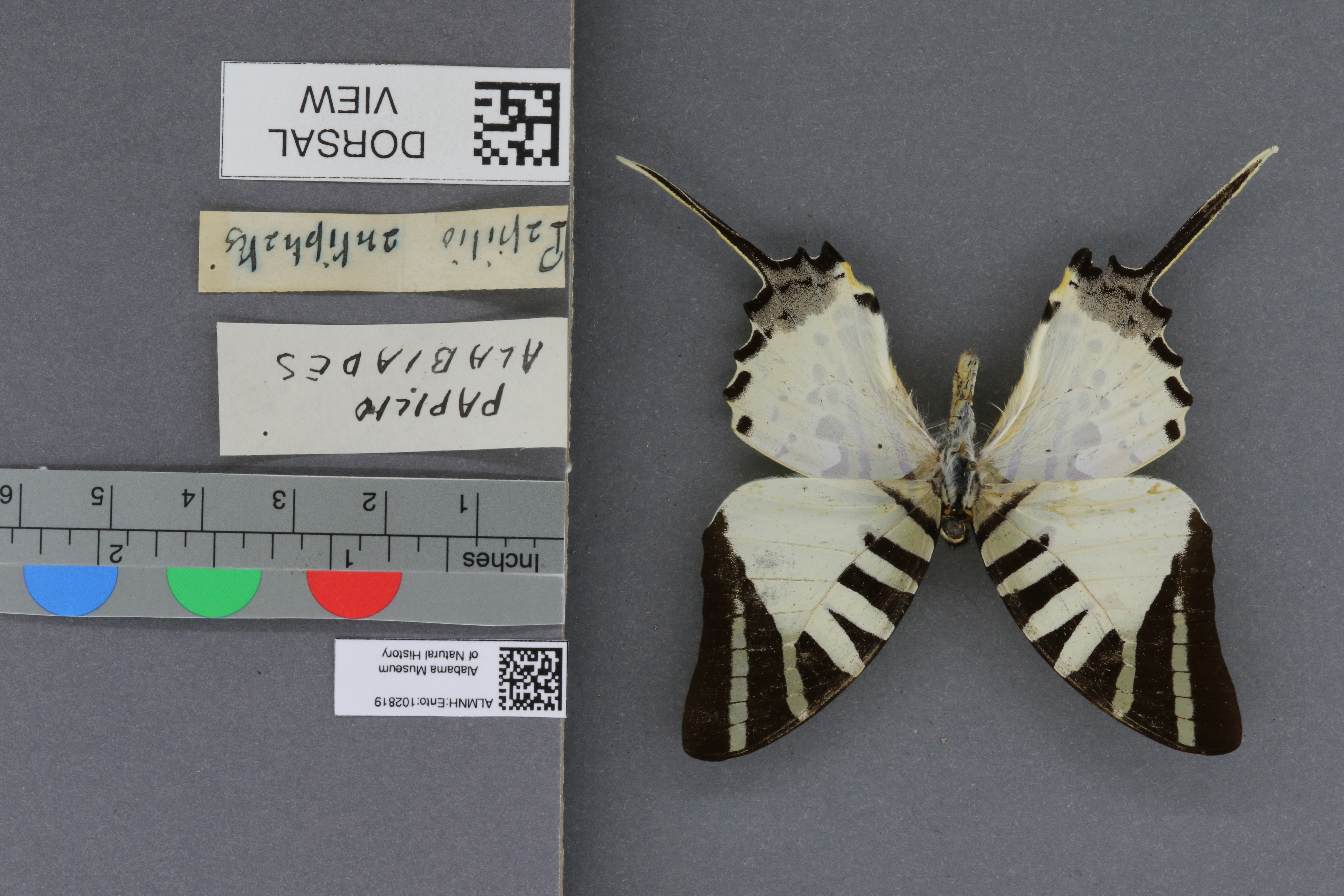 Papilio antiphates