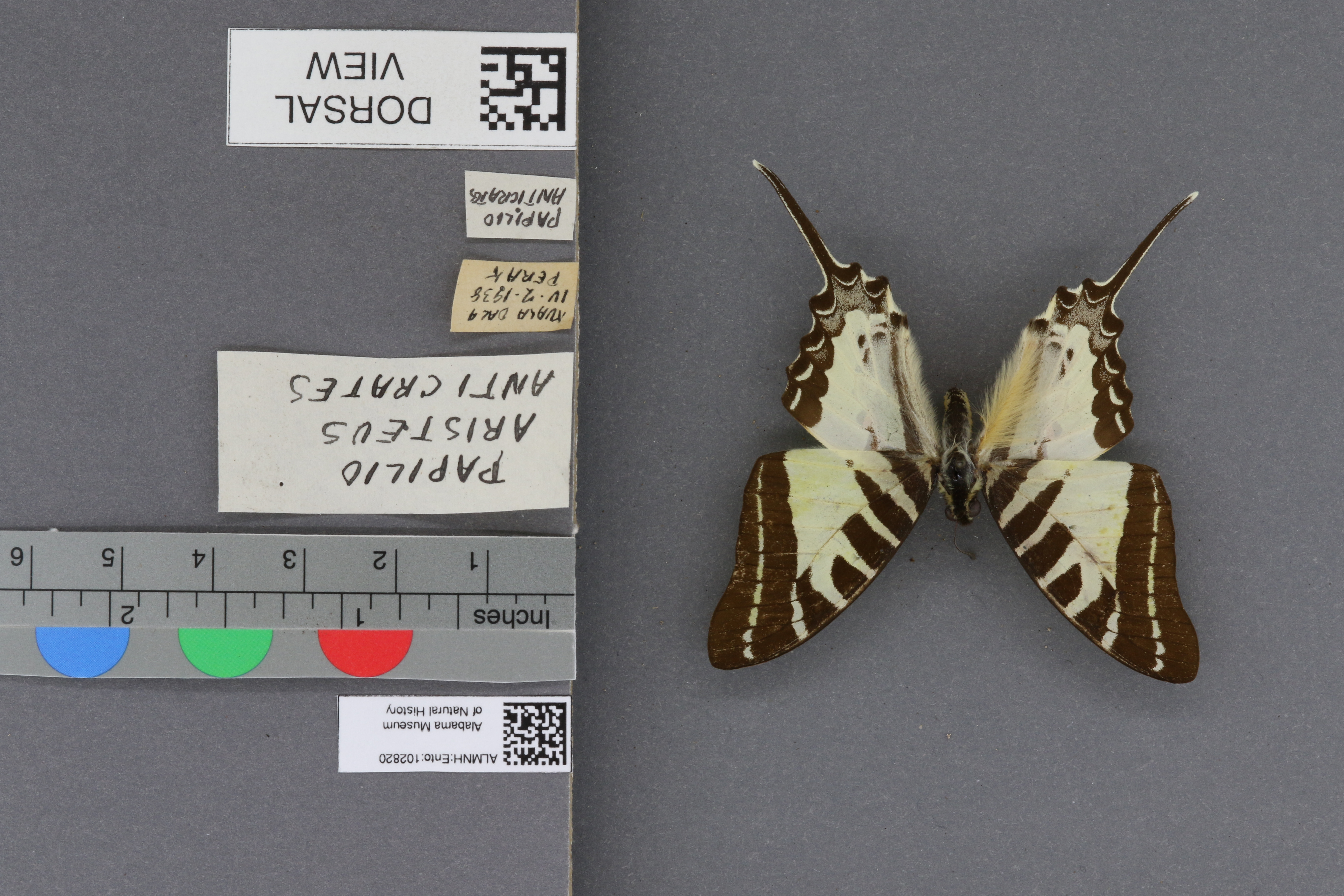 Papilio anticrates