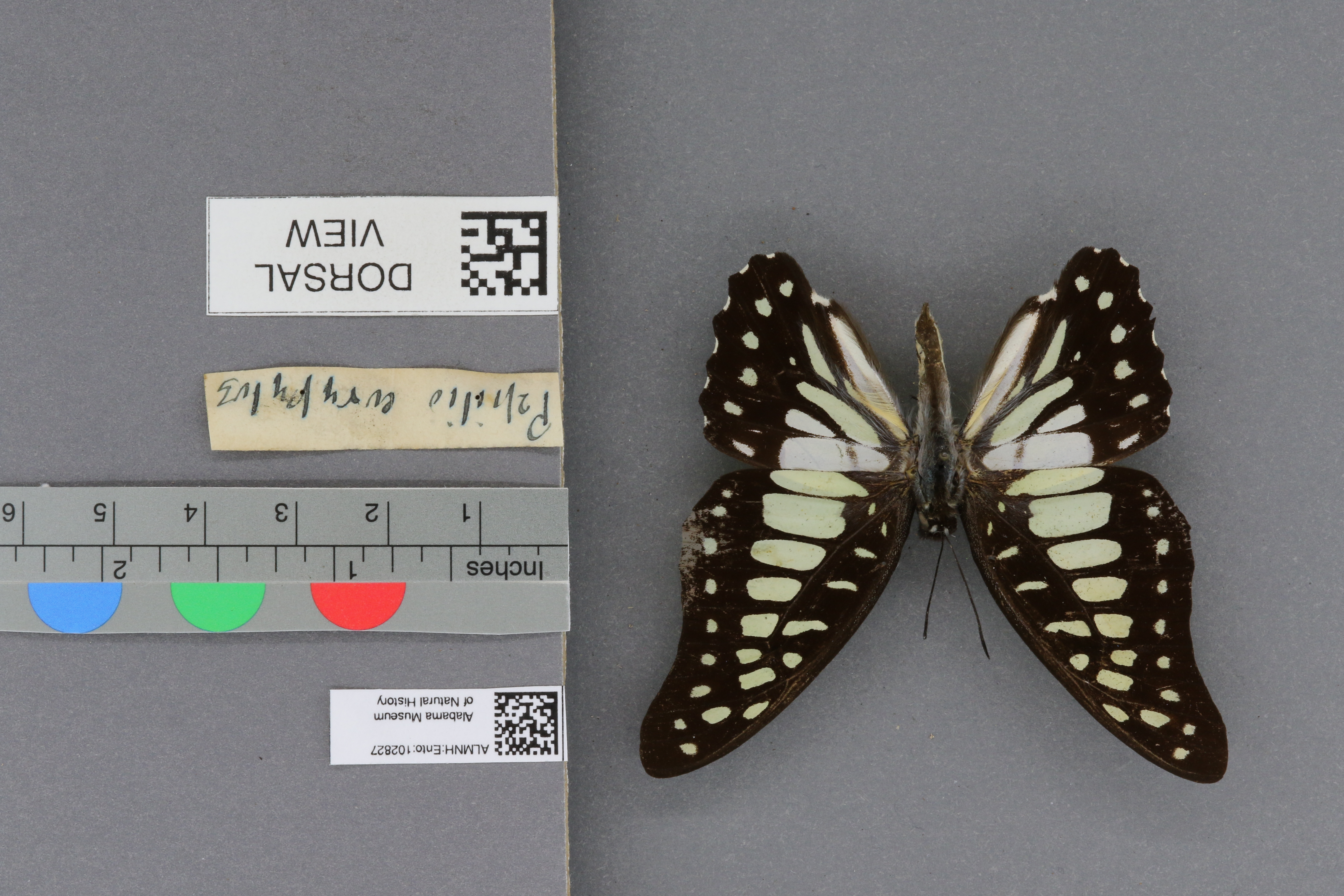 Papilio eurypylus