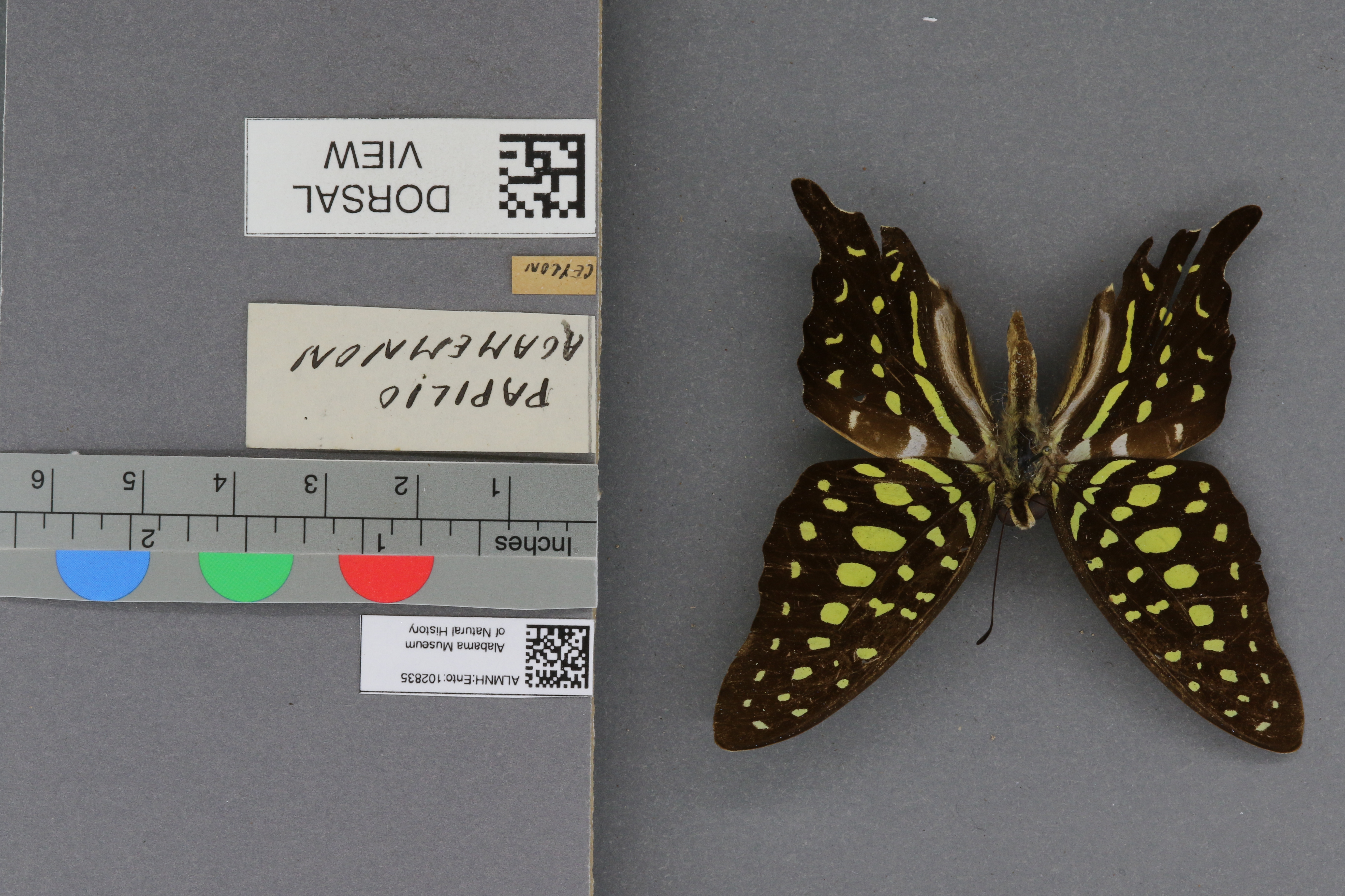 Papilio agamemnon