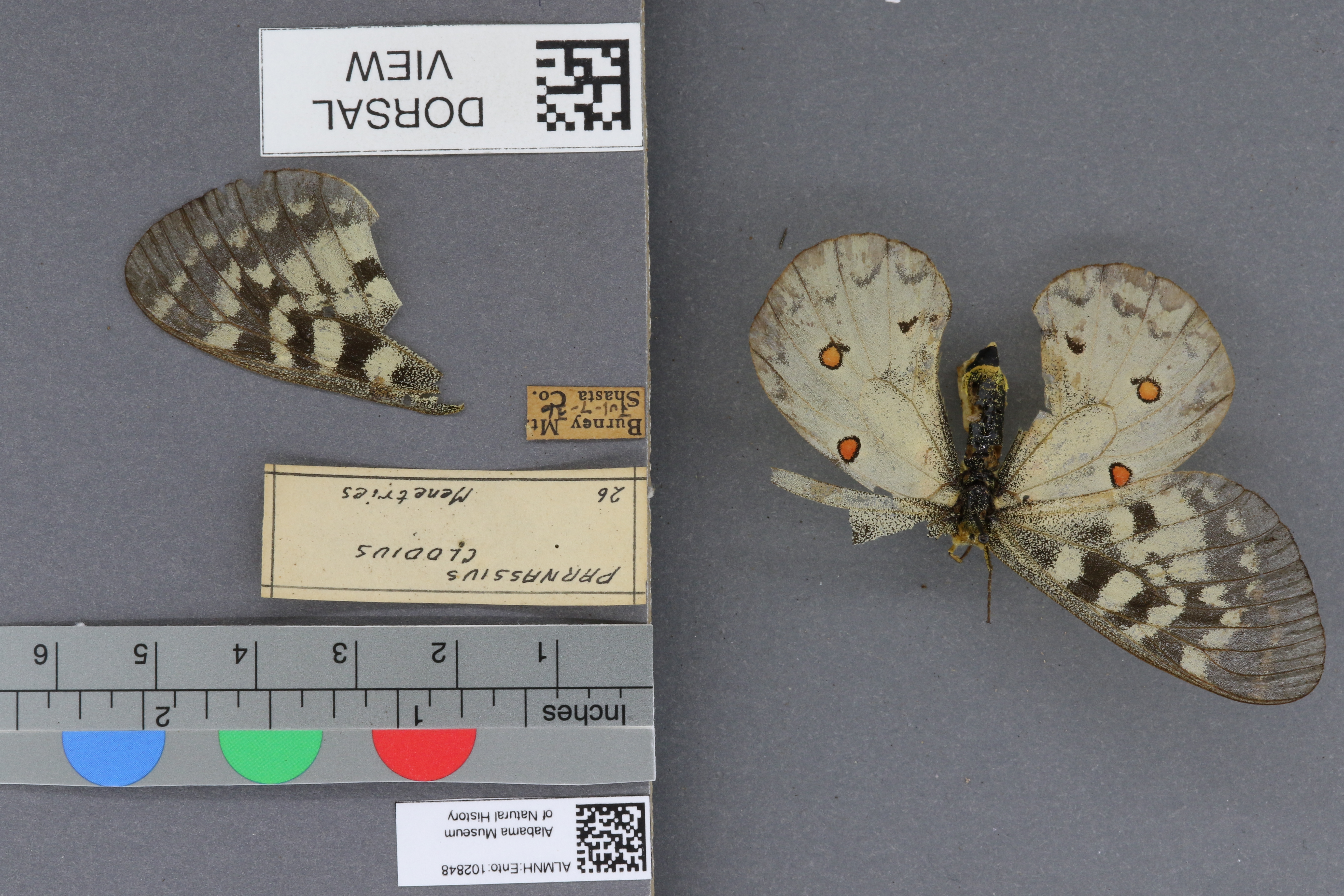 Parnassius clodius