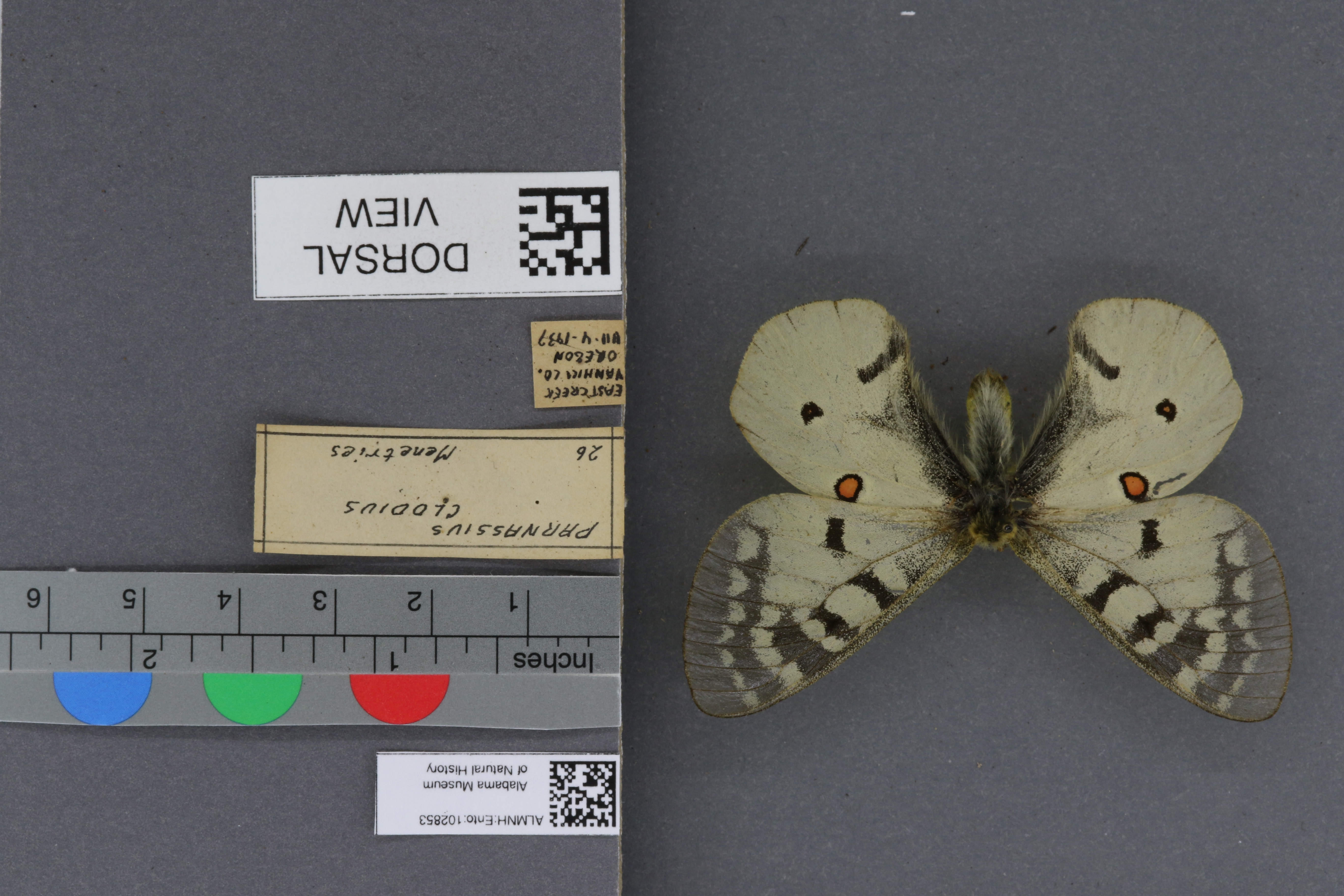 Parnassius clodius