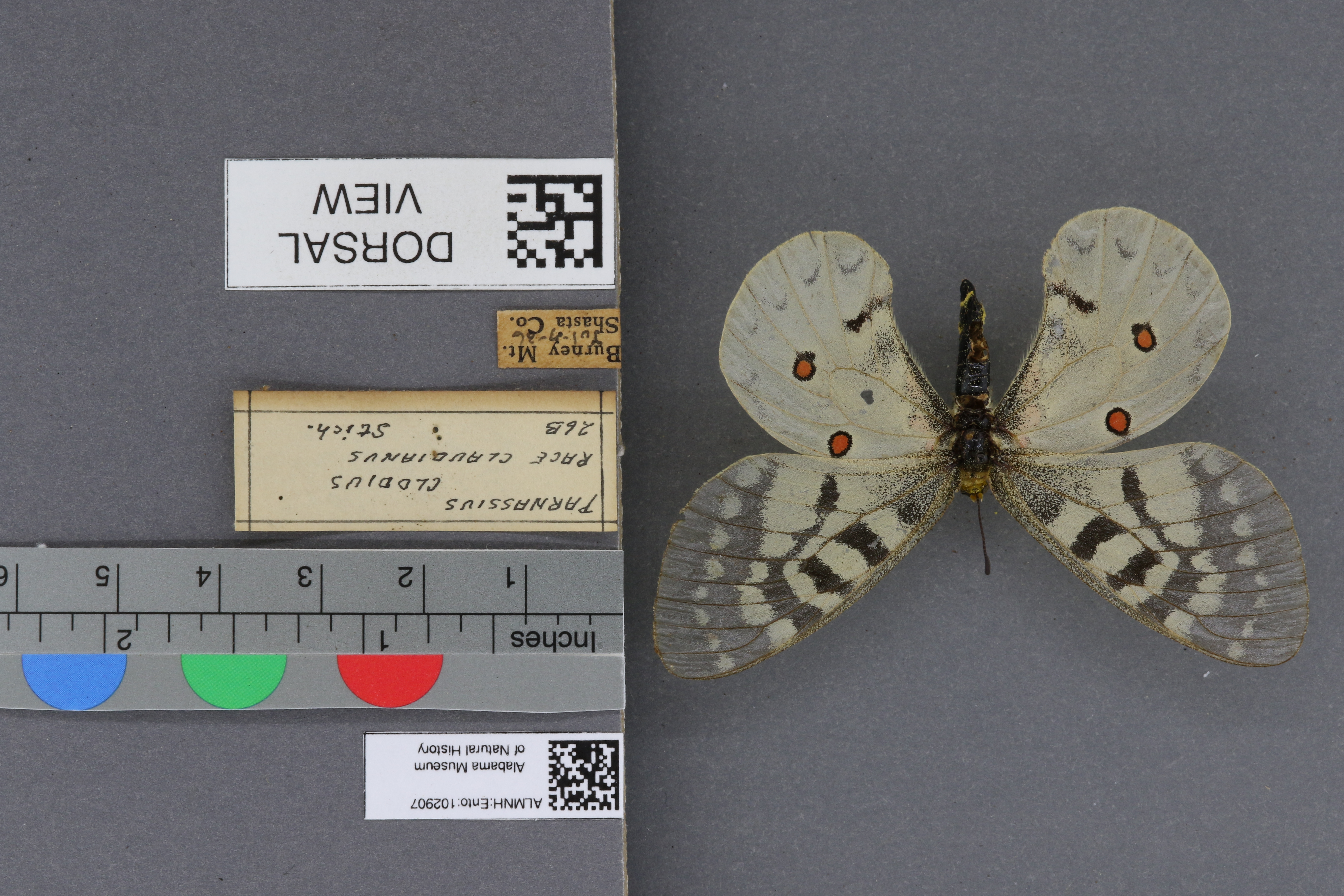 Specimen media
