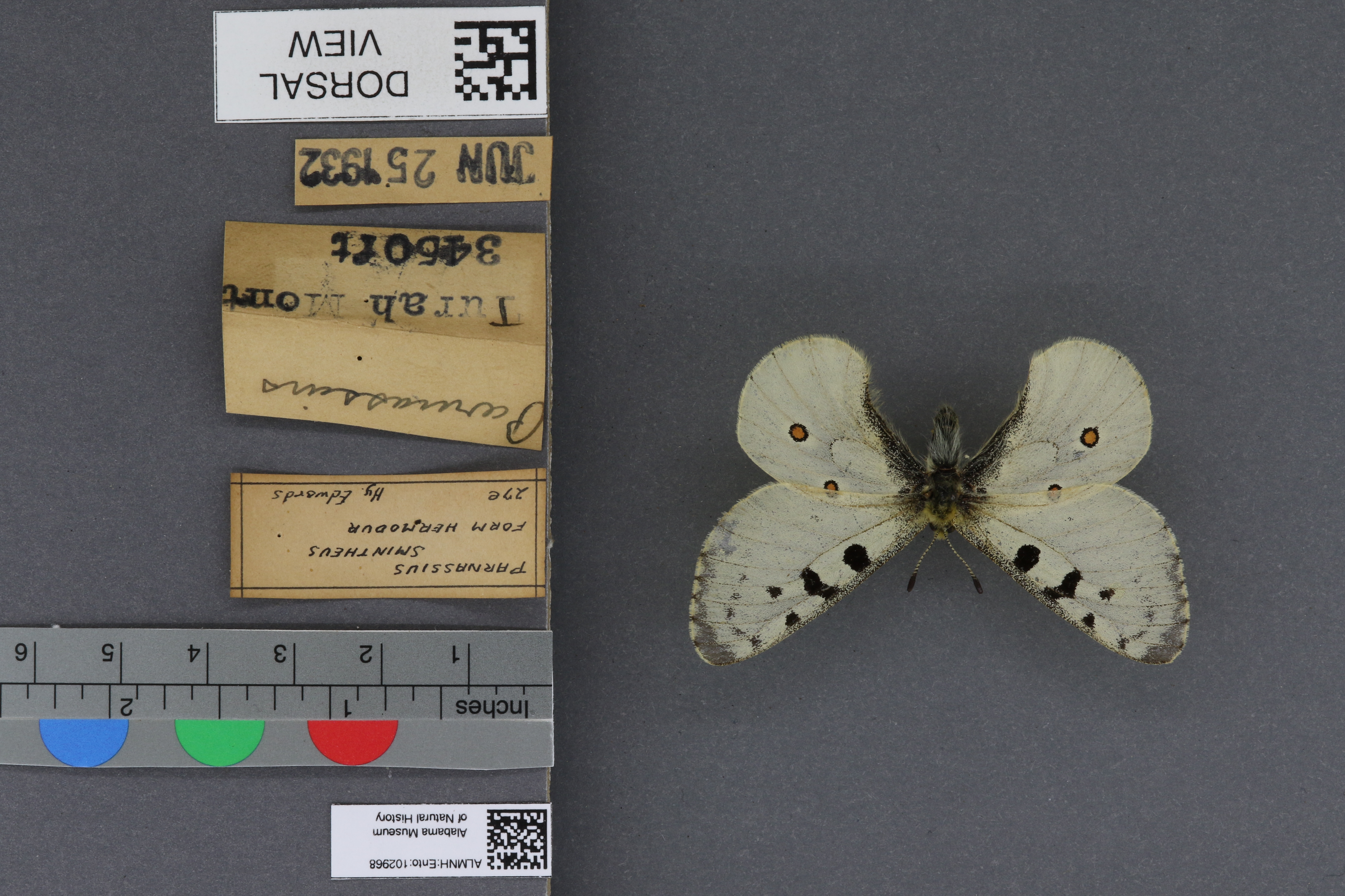 Parnassius smintheus