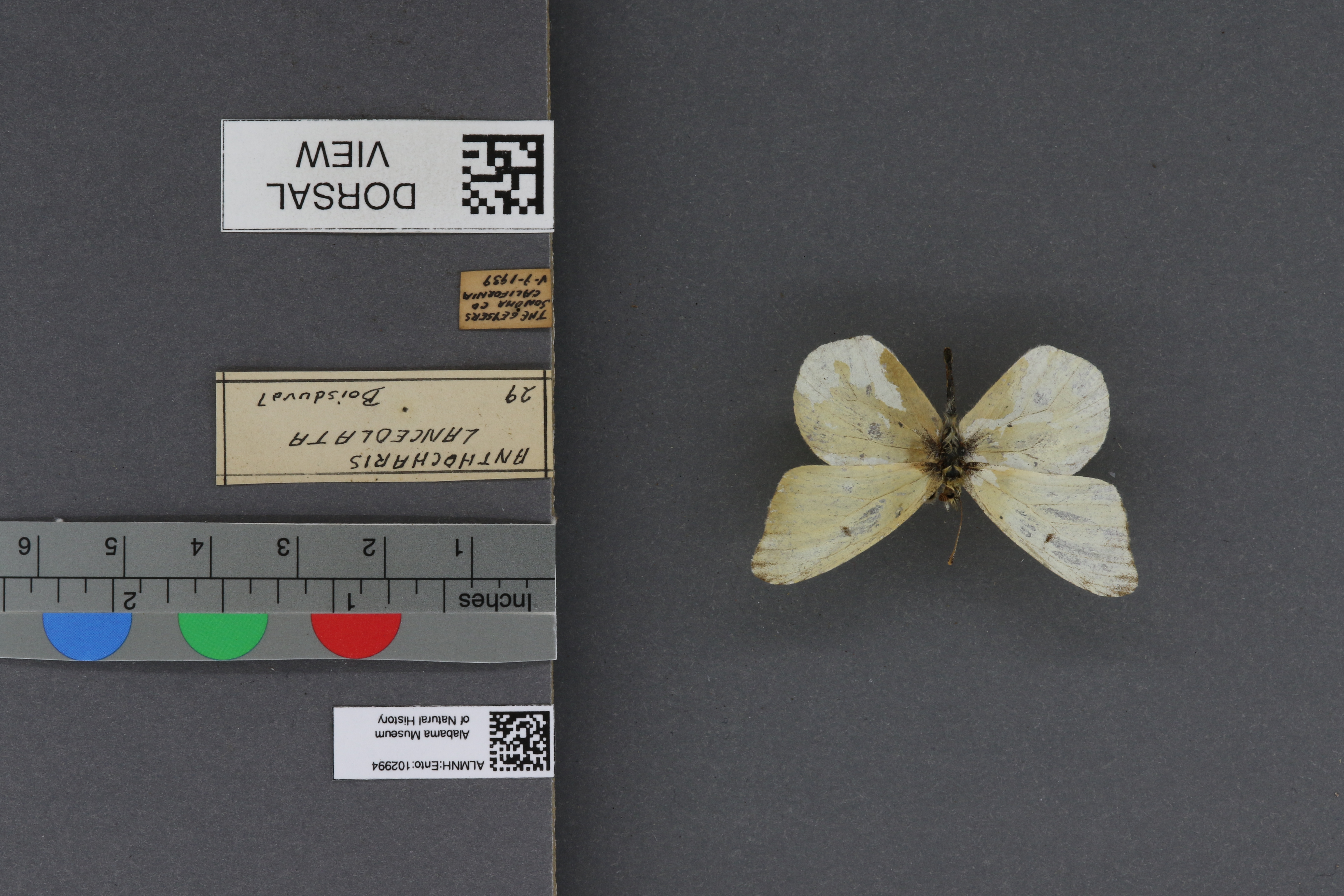 Anthocharis lanceolata