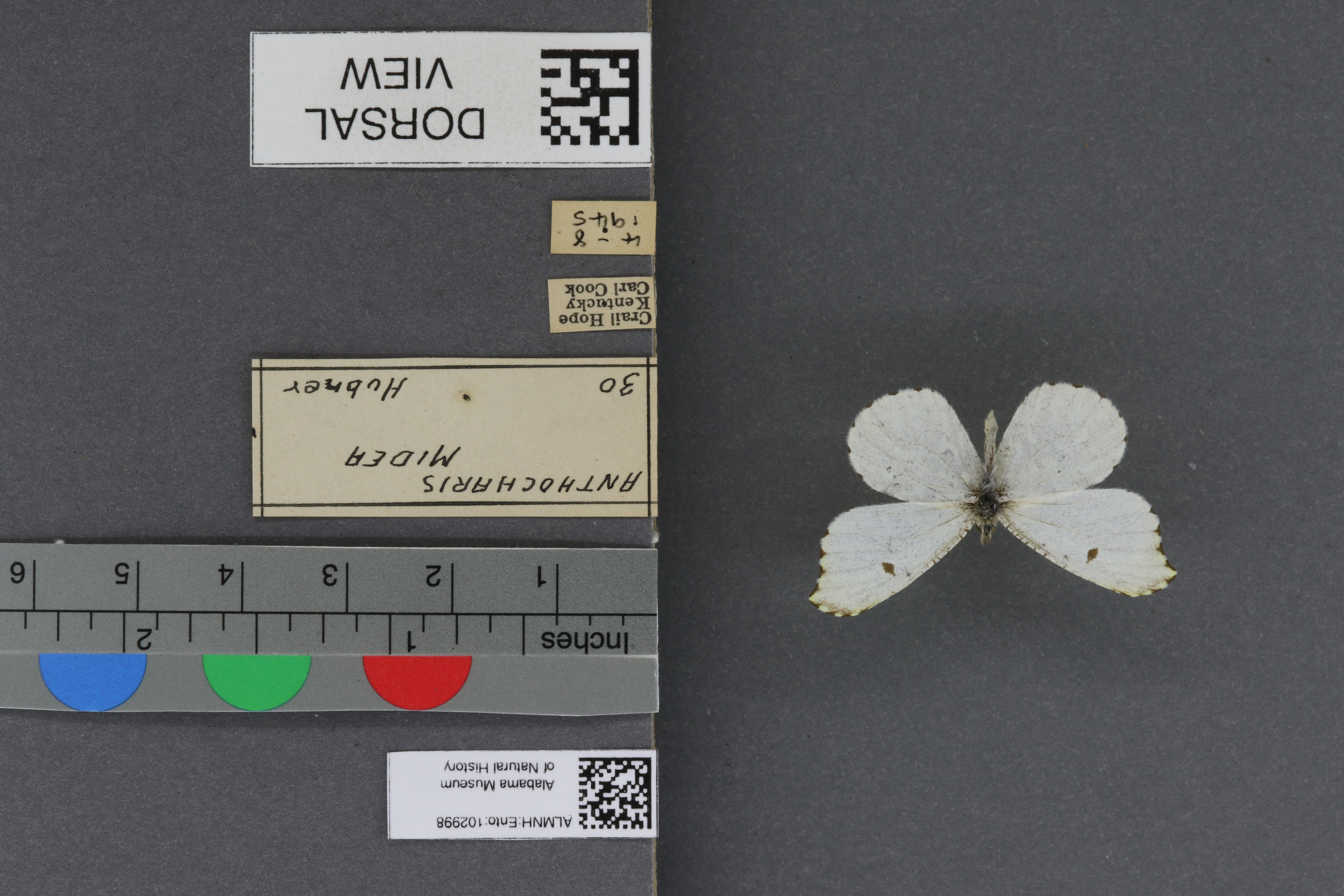Specimen media