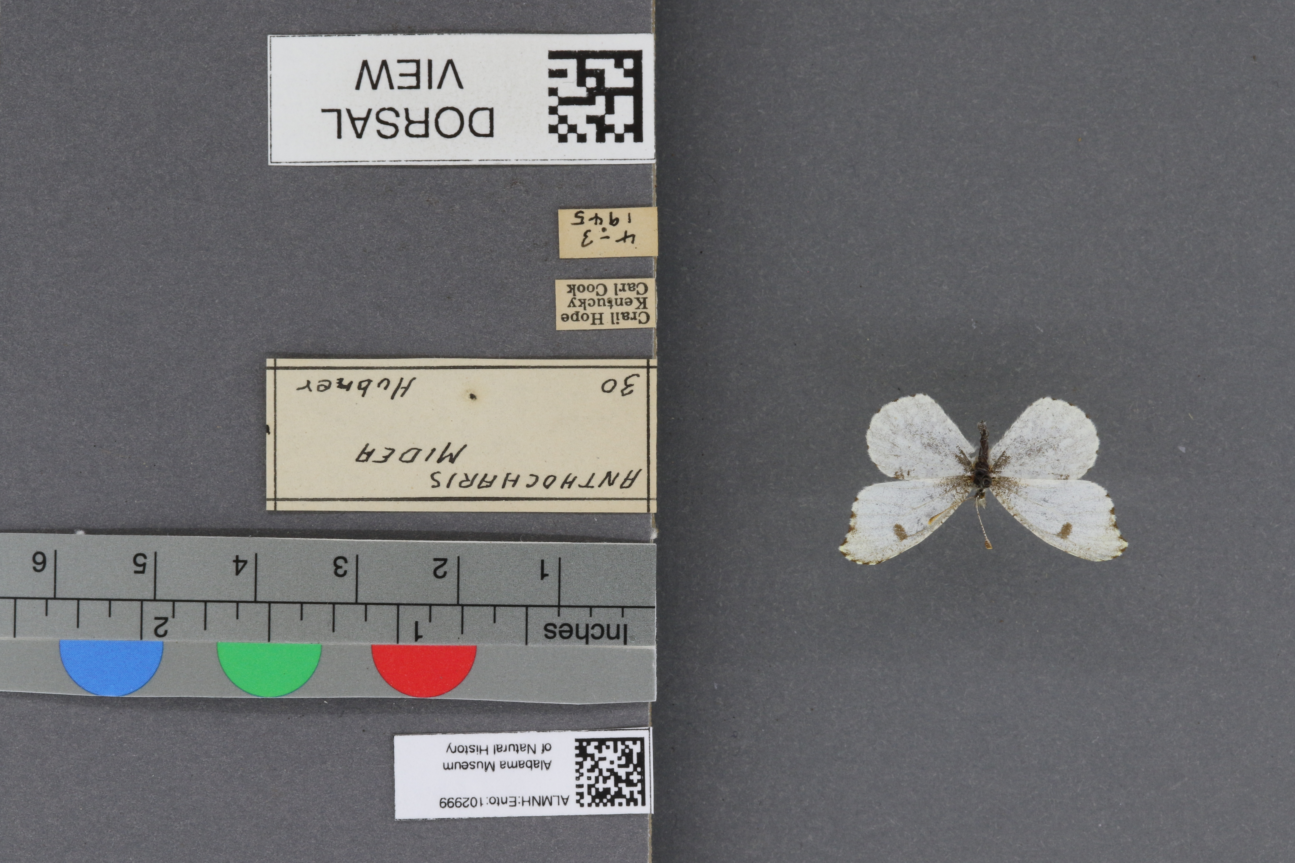 Specimen media
