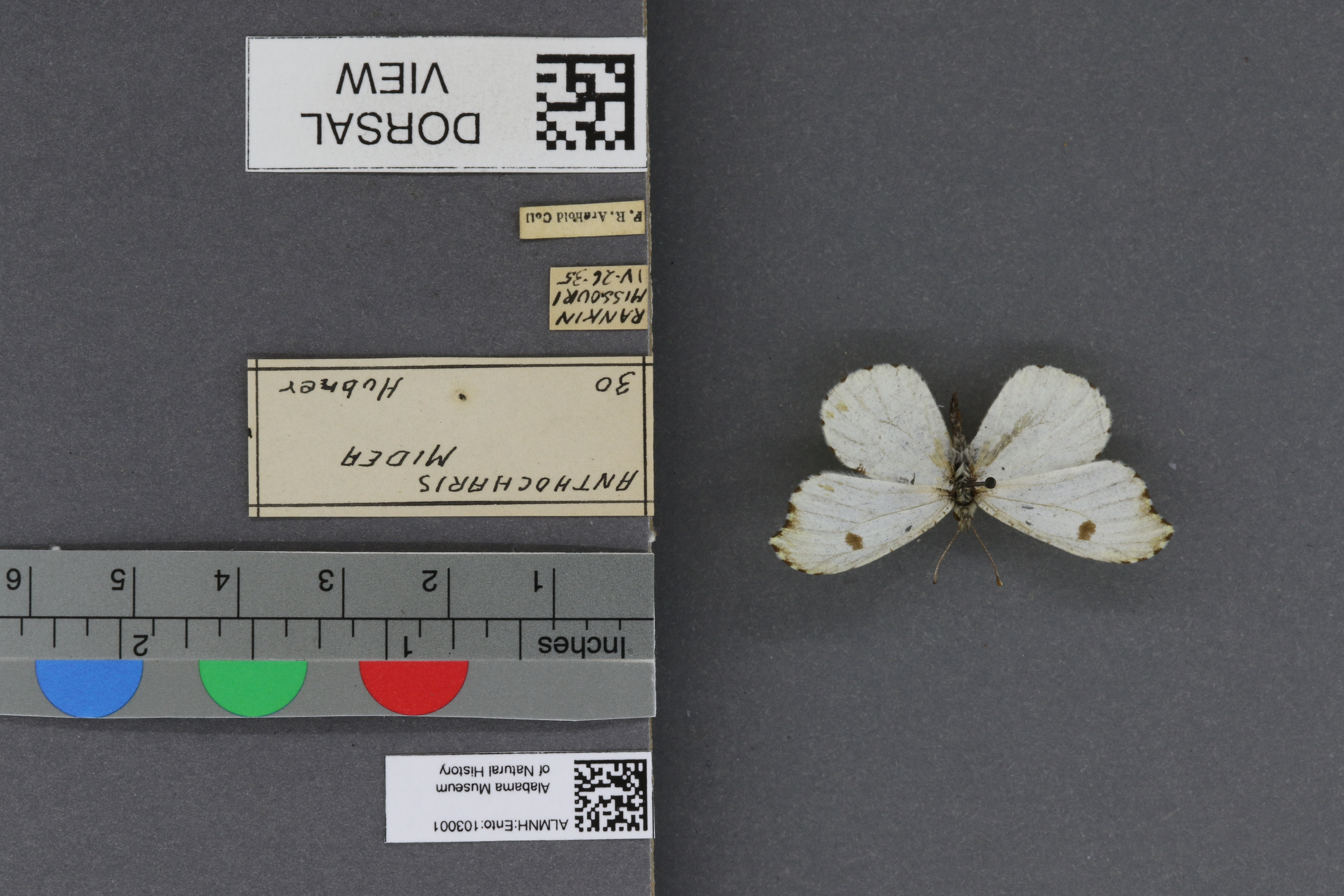 Specimen media